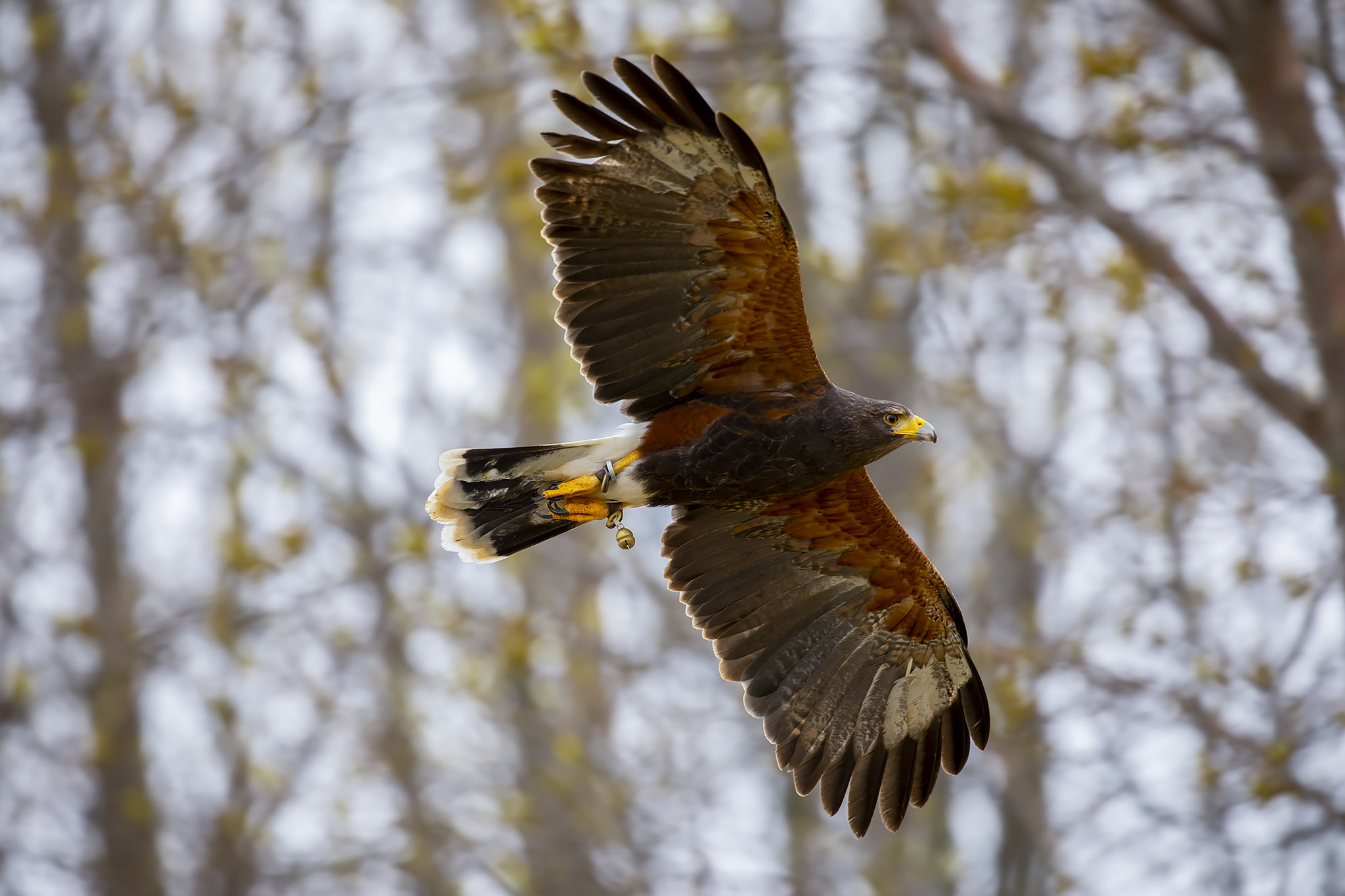 Harris Hawk