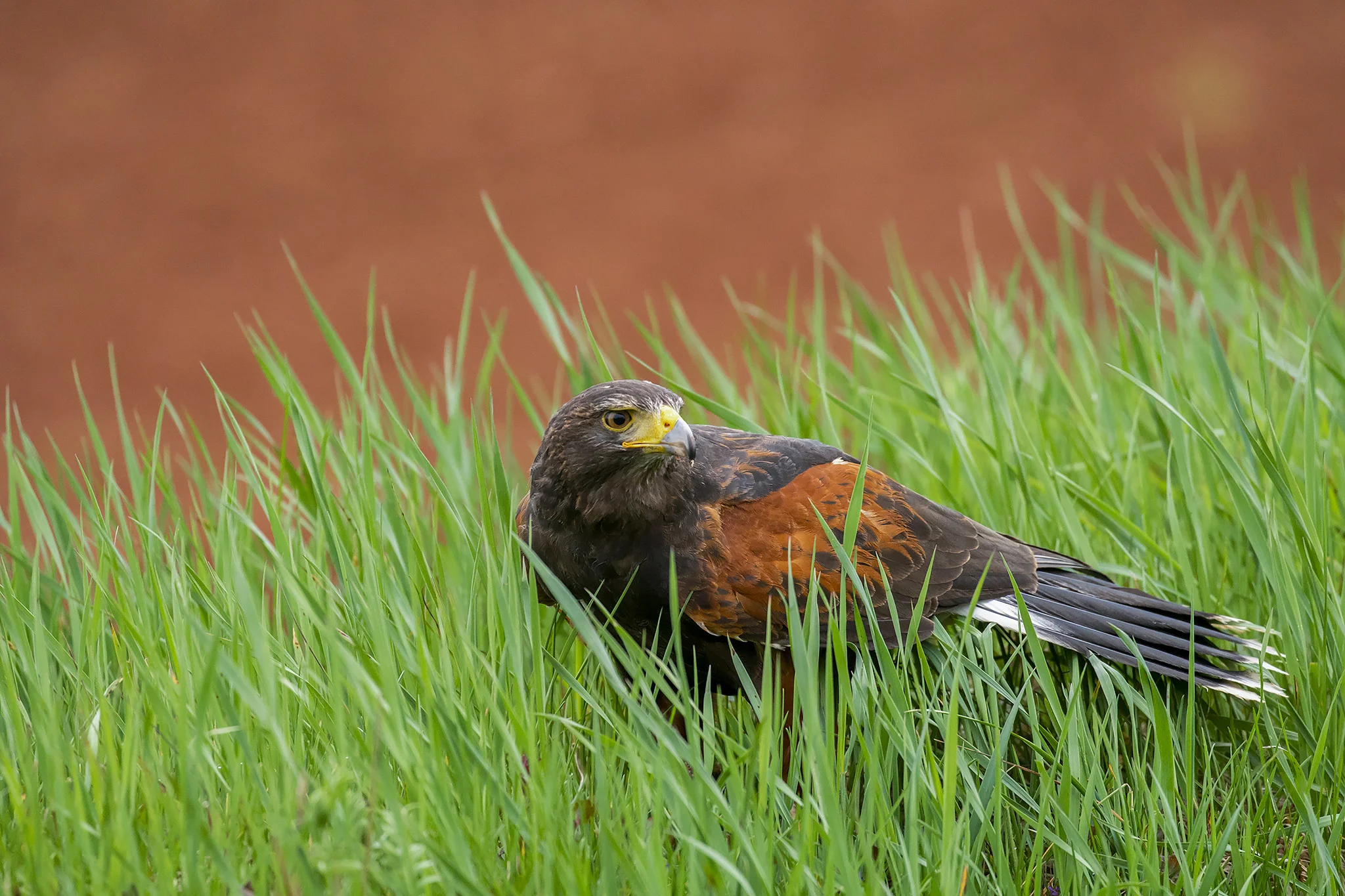 Harris Hawk
