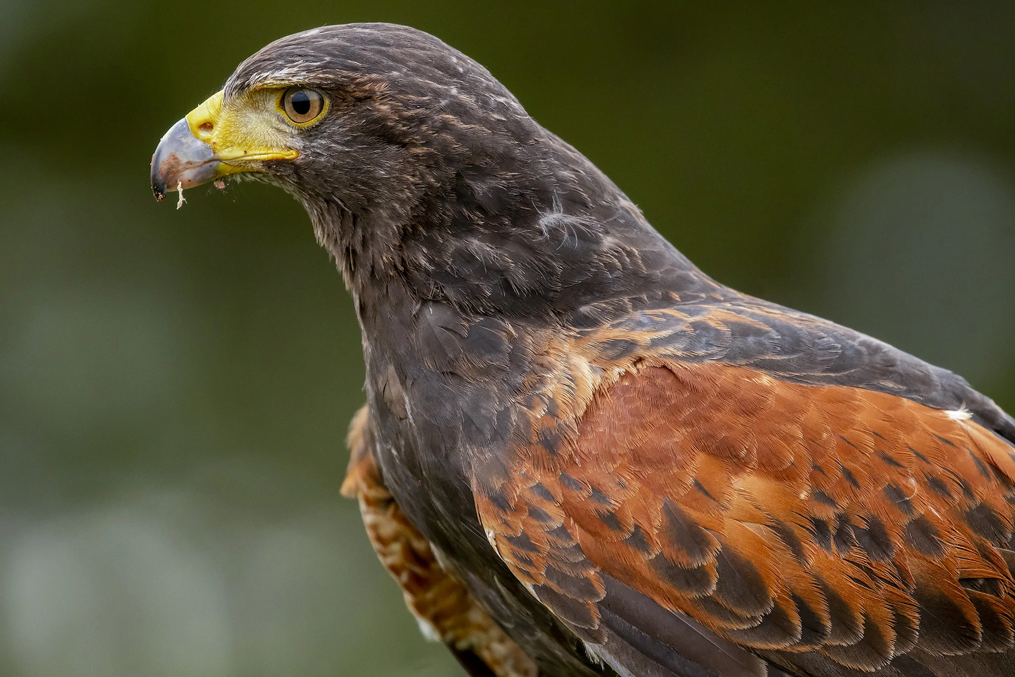Harris Hawk