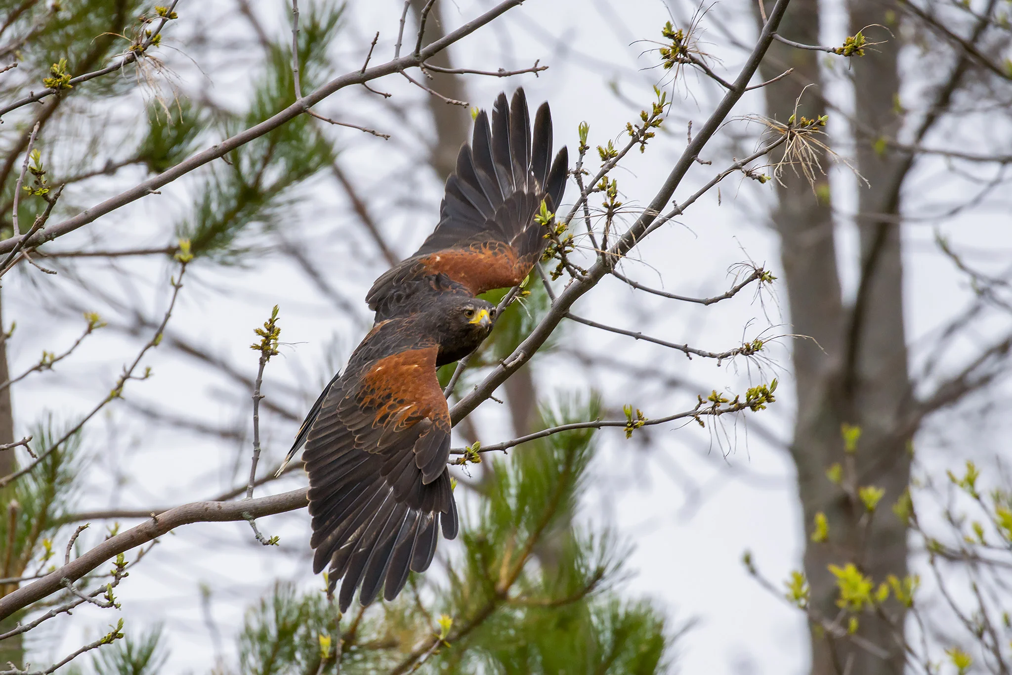 Harris Hawk