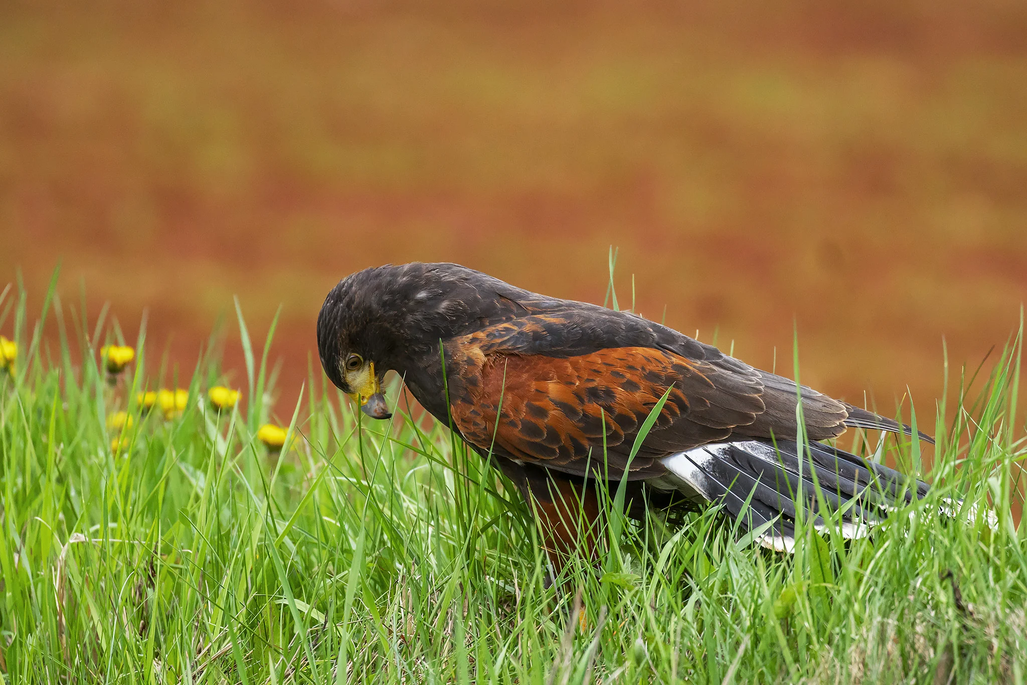 Harris Hawk