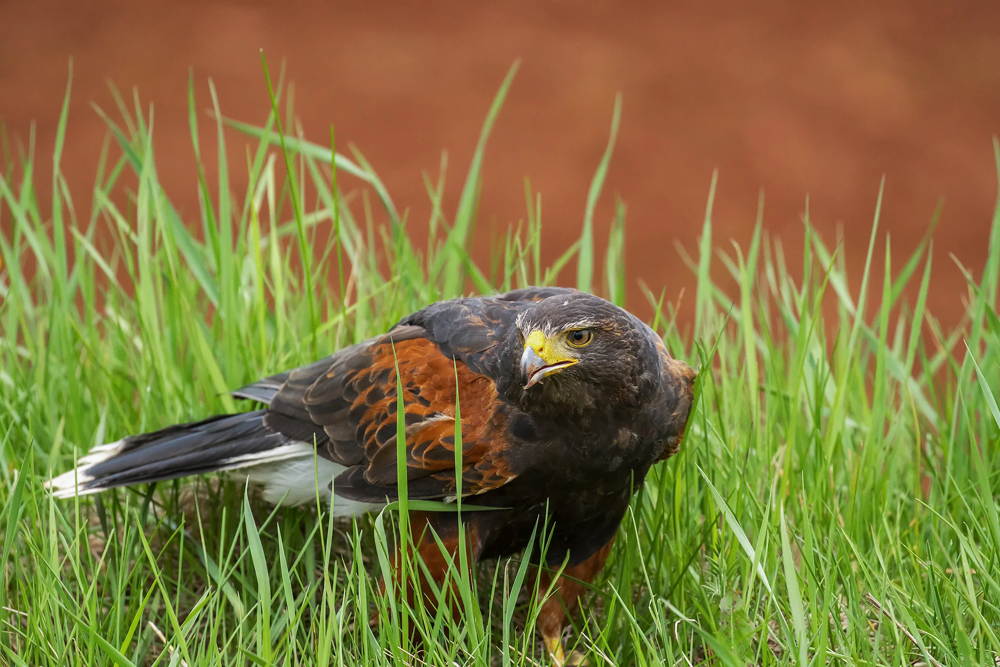 Harris Hawk