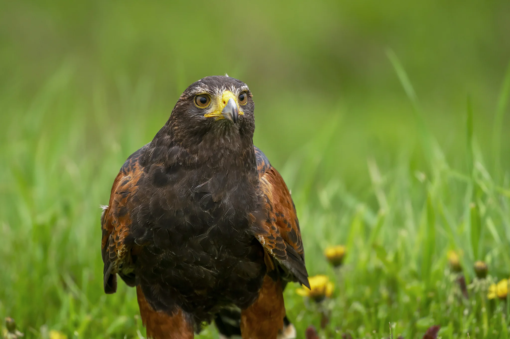 Harris Hawk