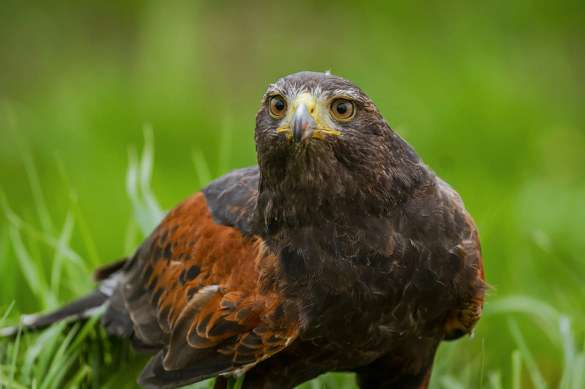 Harris Hawk