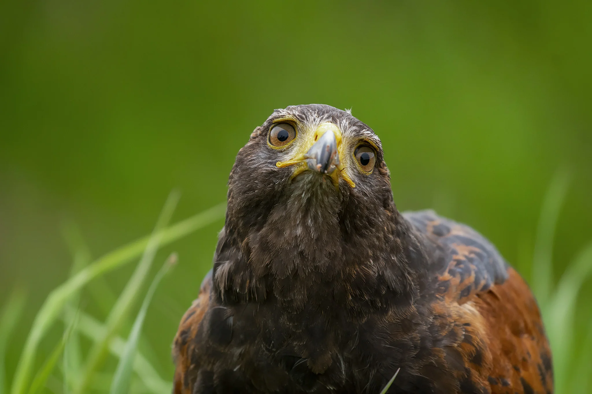 Harris Hawk