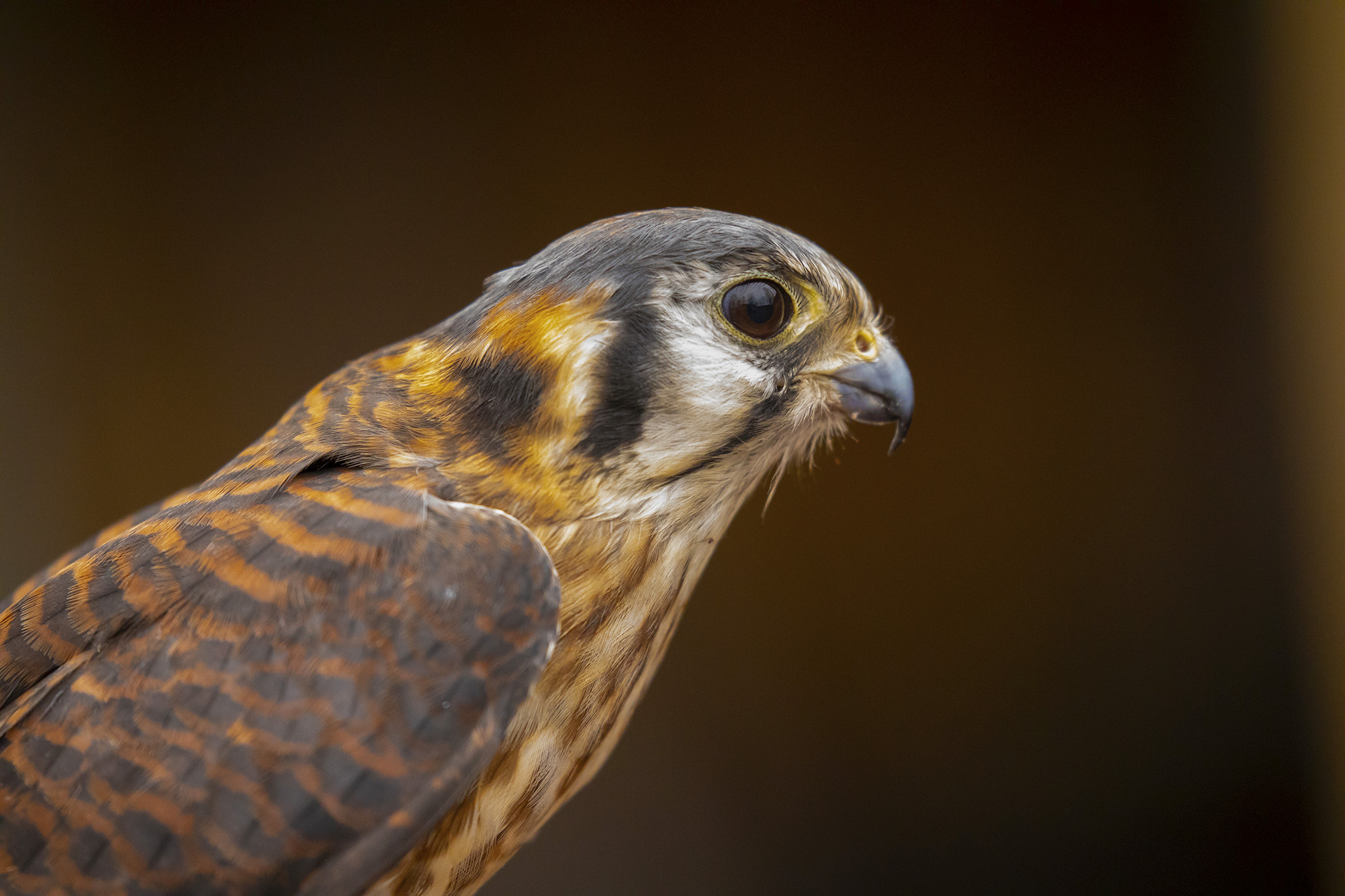 Kestrel (female)