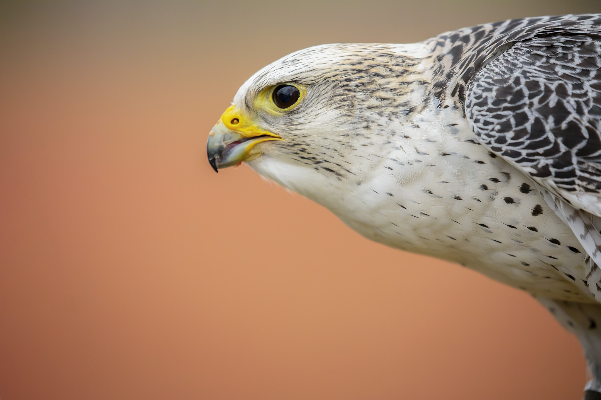 Gyrfalcon Peregrine Falcon mix