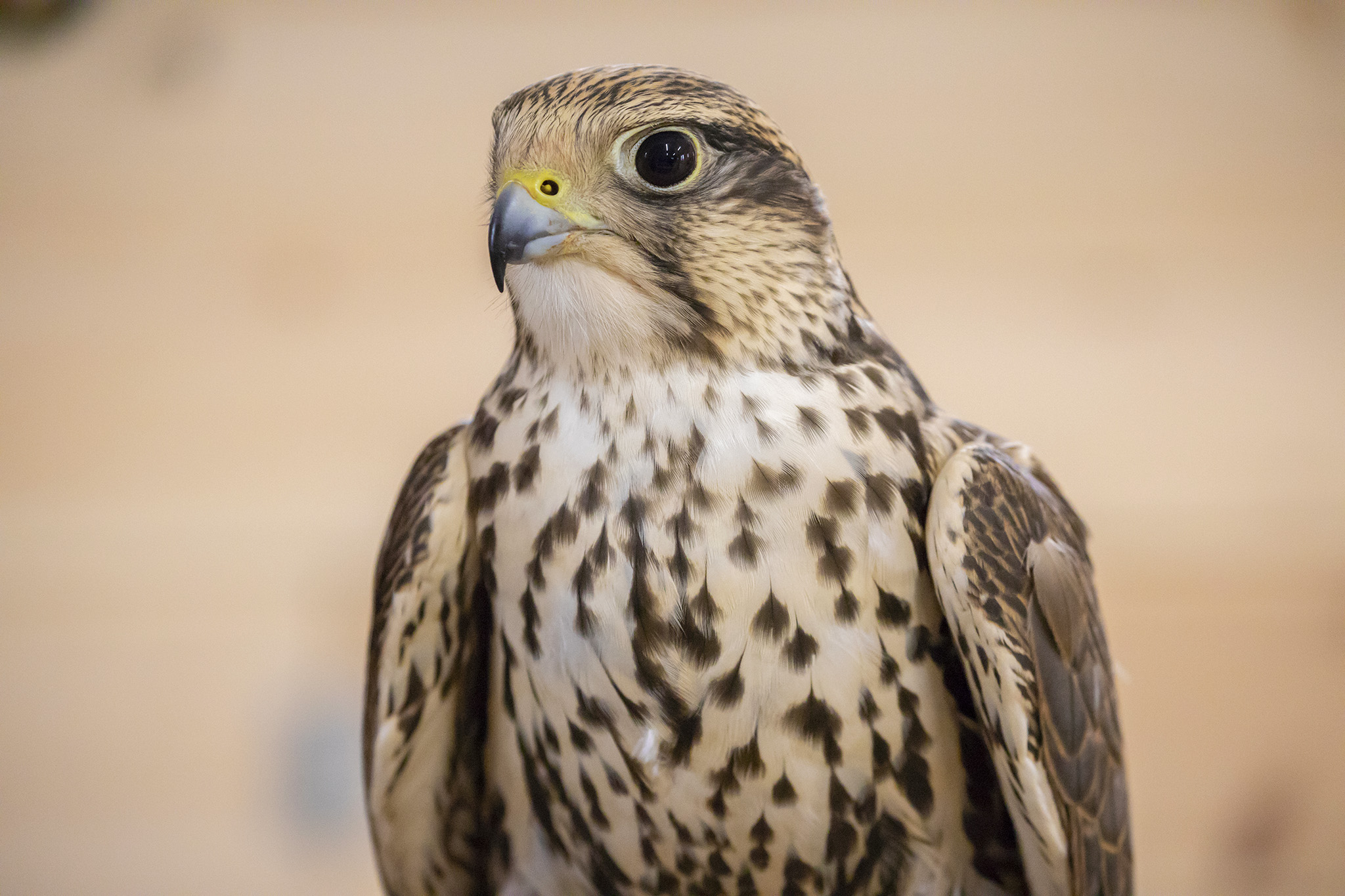 Saker Falcon