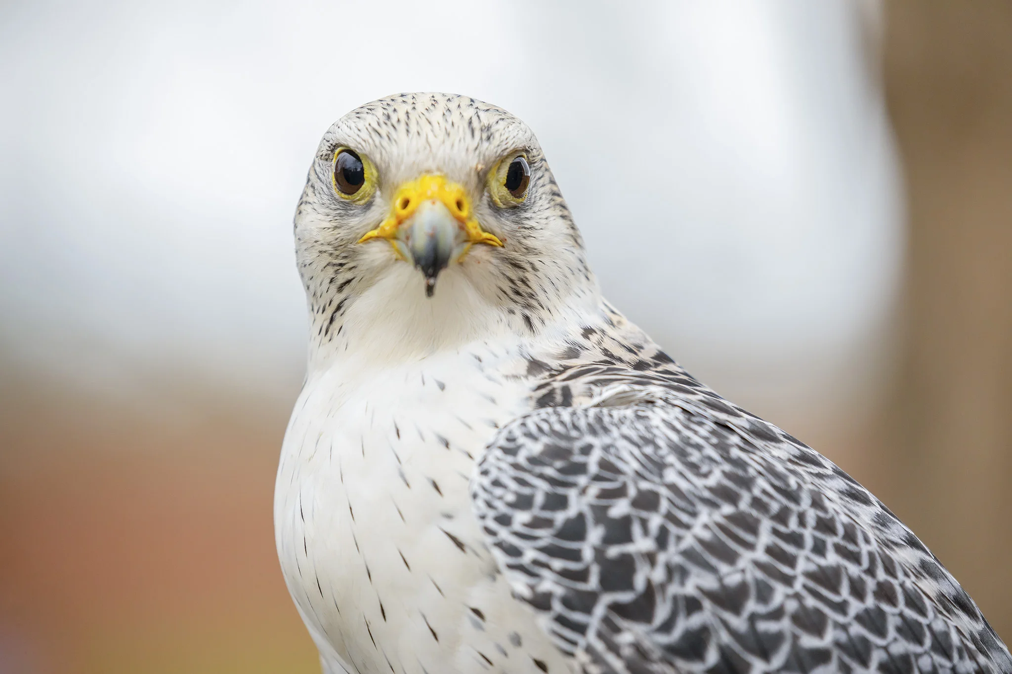 Gyrfalcon Peregrine Falcon mix