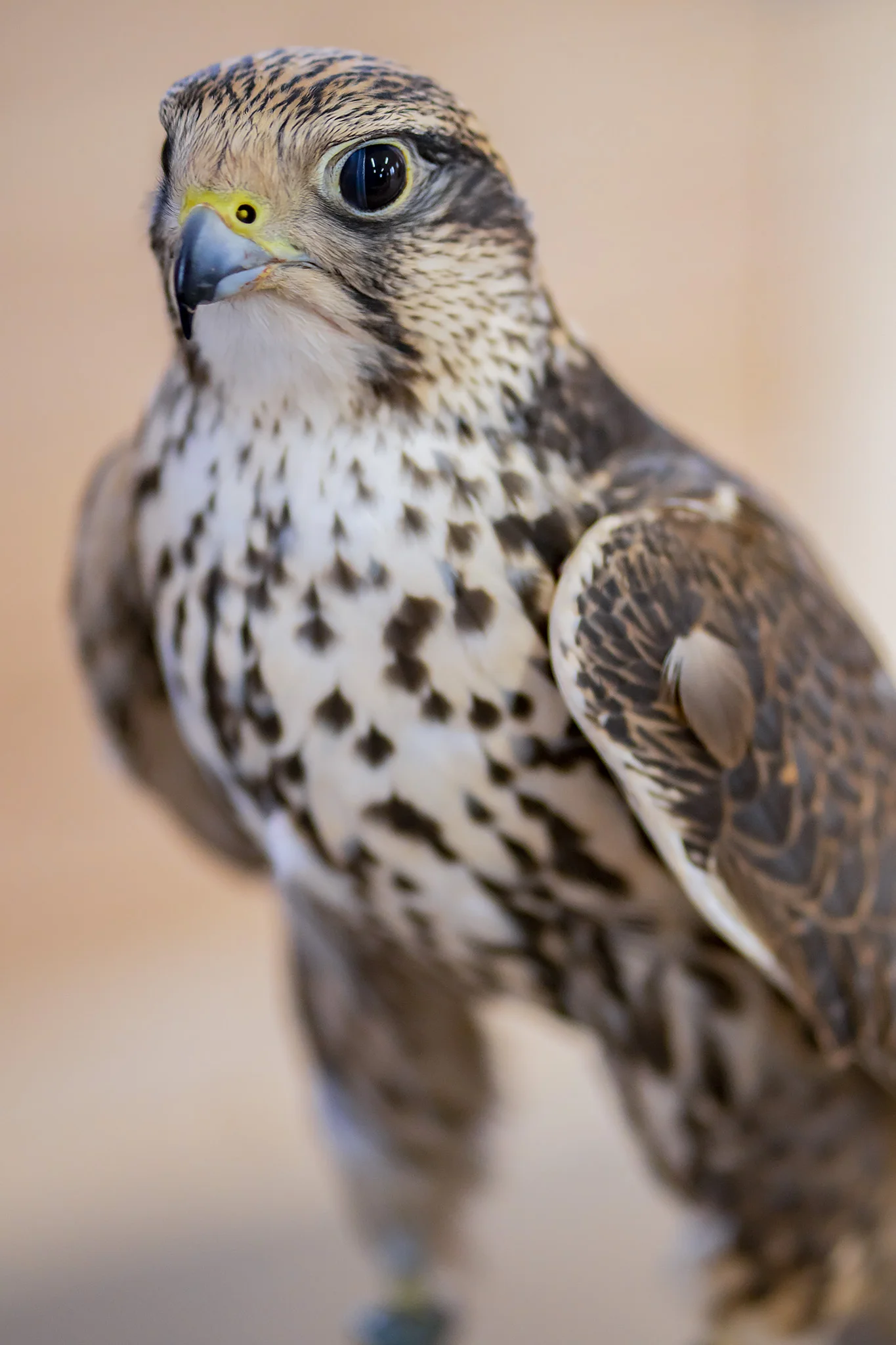 Saker Falcon