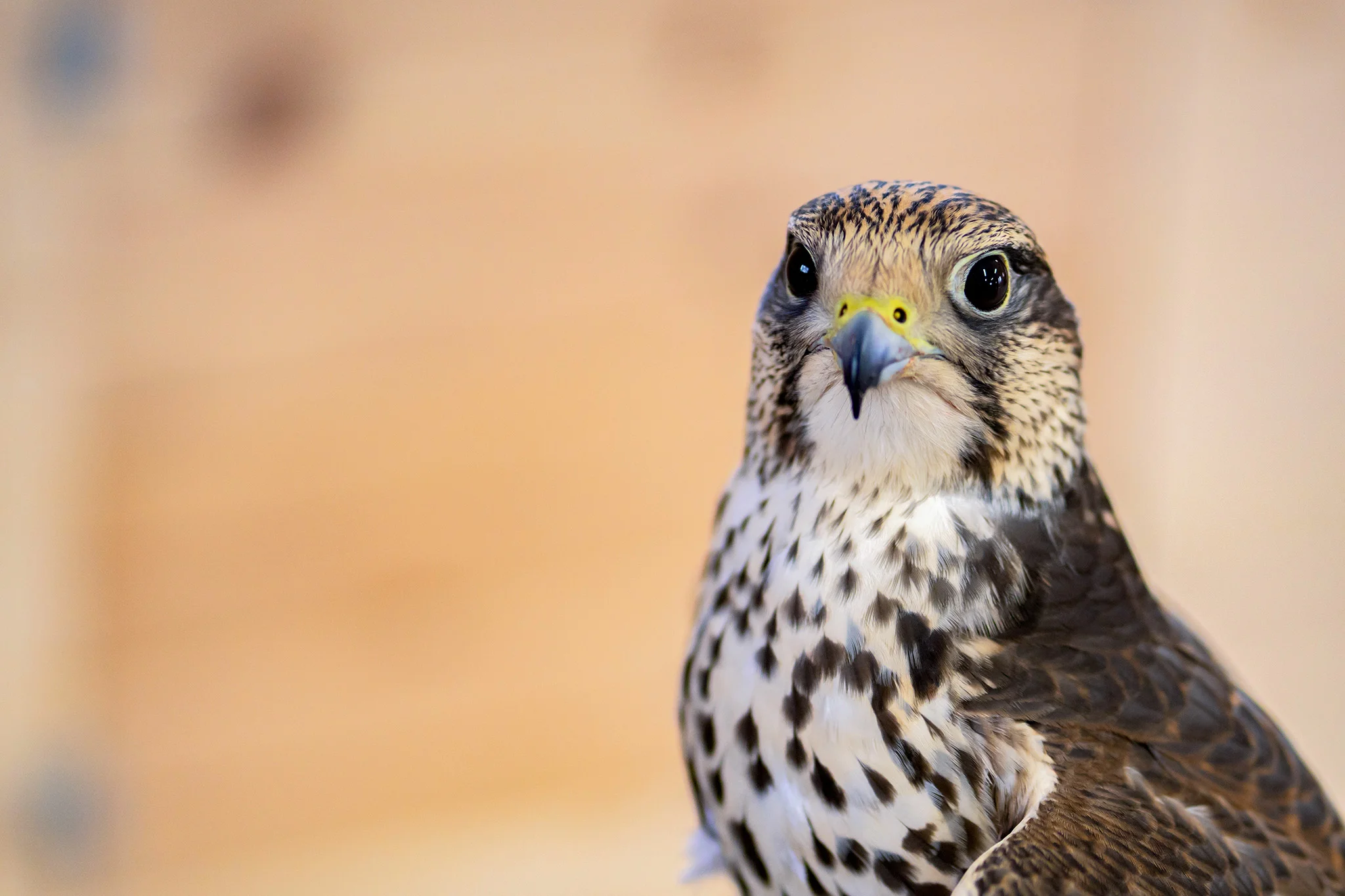 Saker Falcon