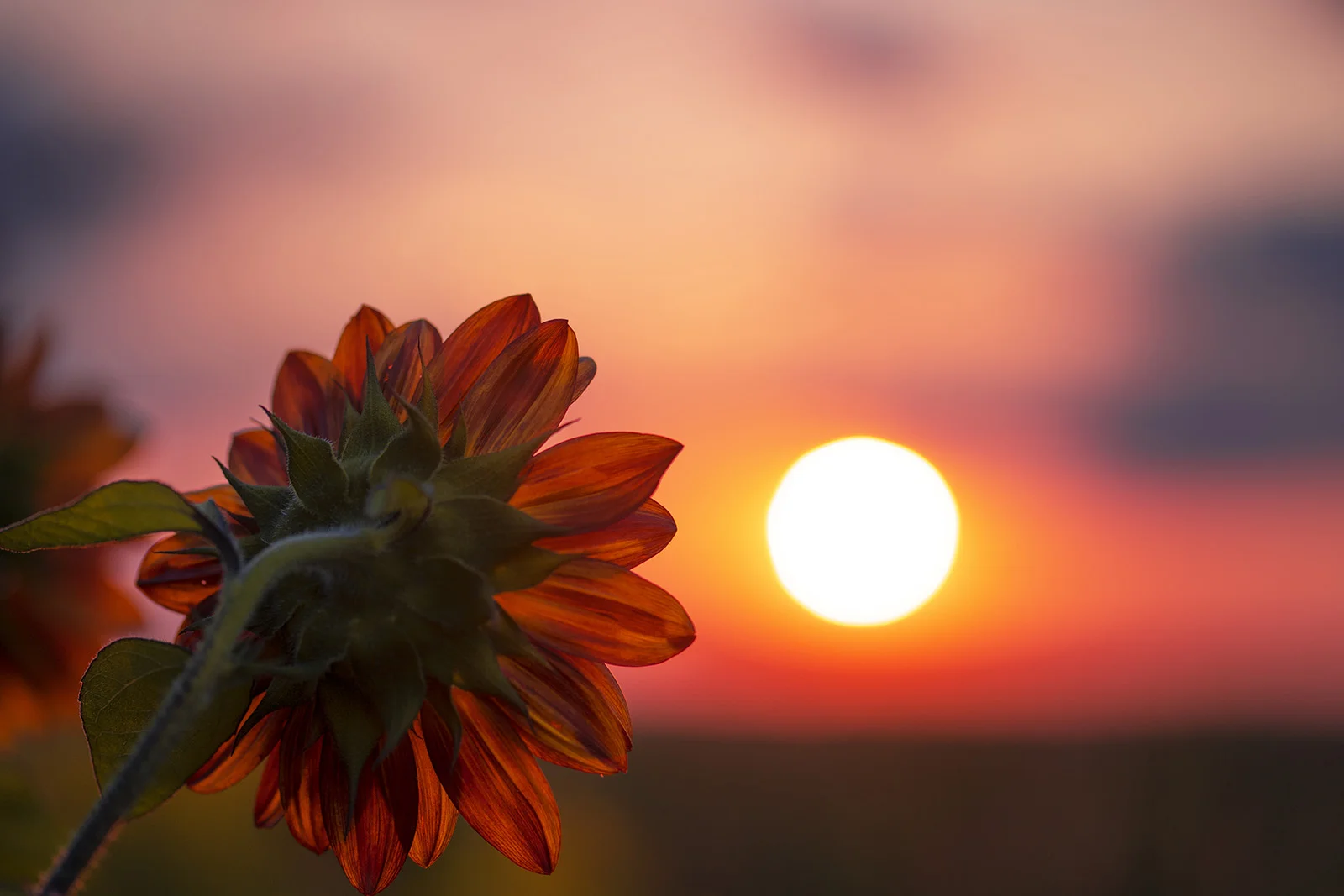 sunrise-flower-new-brunswick-brimages.ca