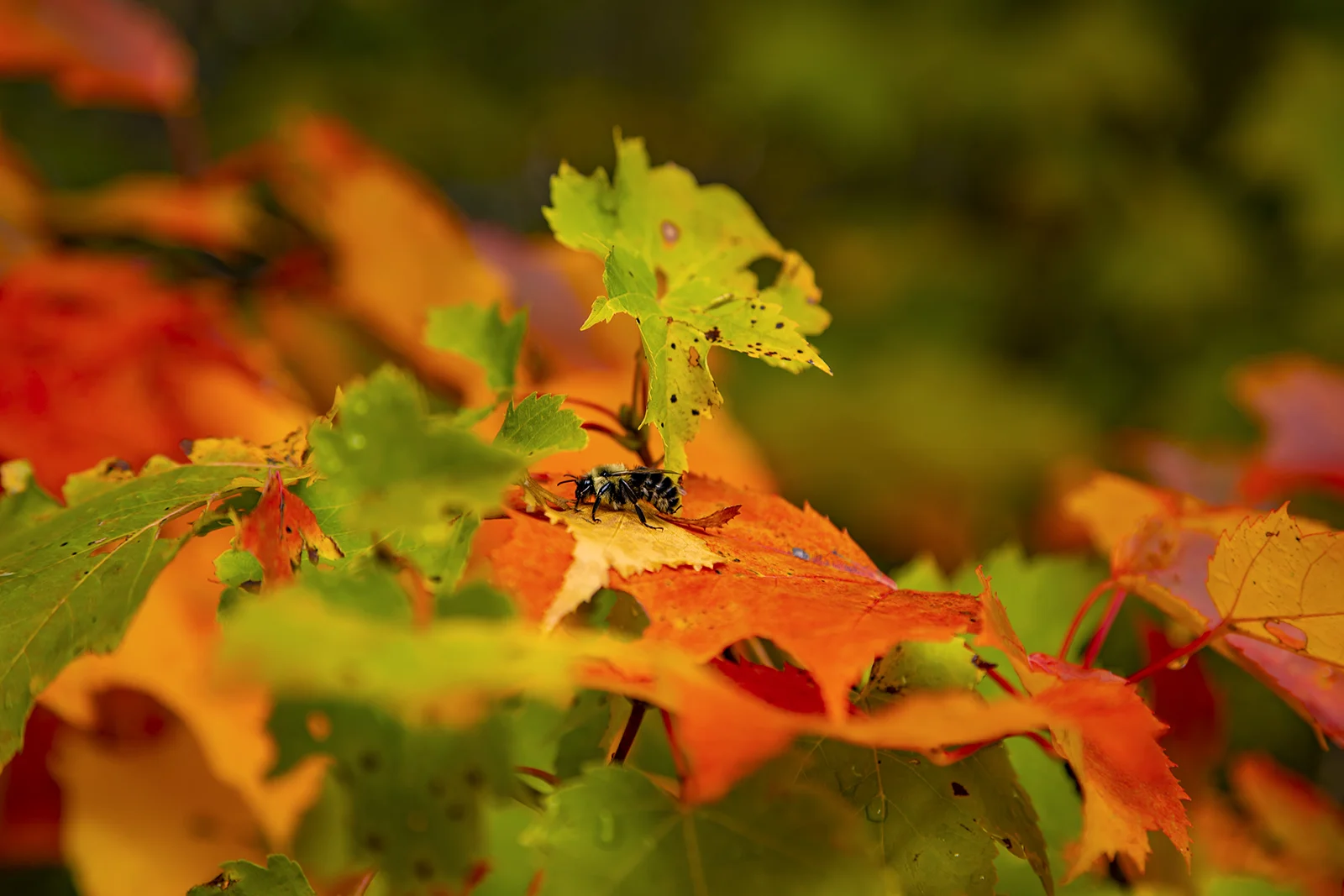 Autumn Leaves with a Bee