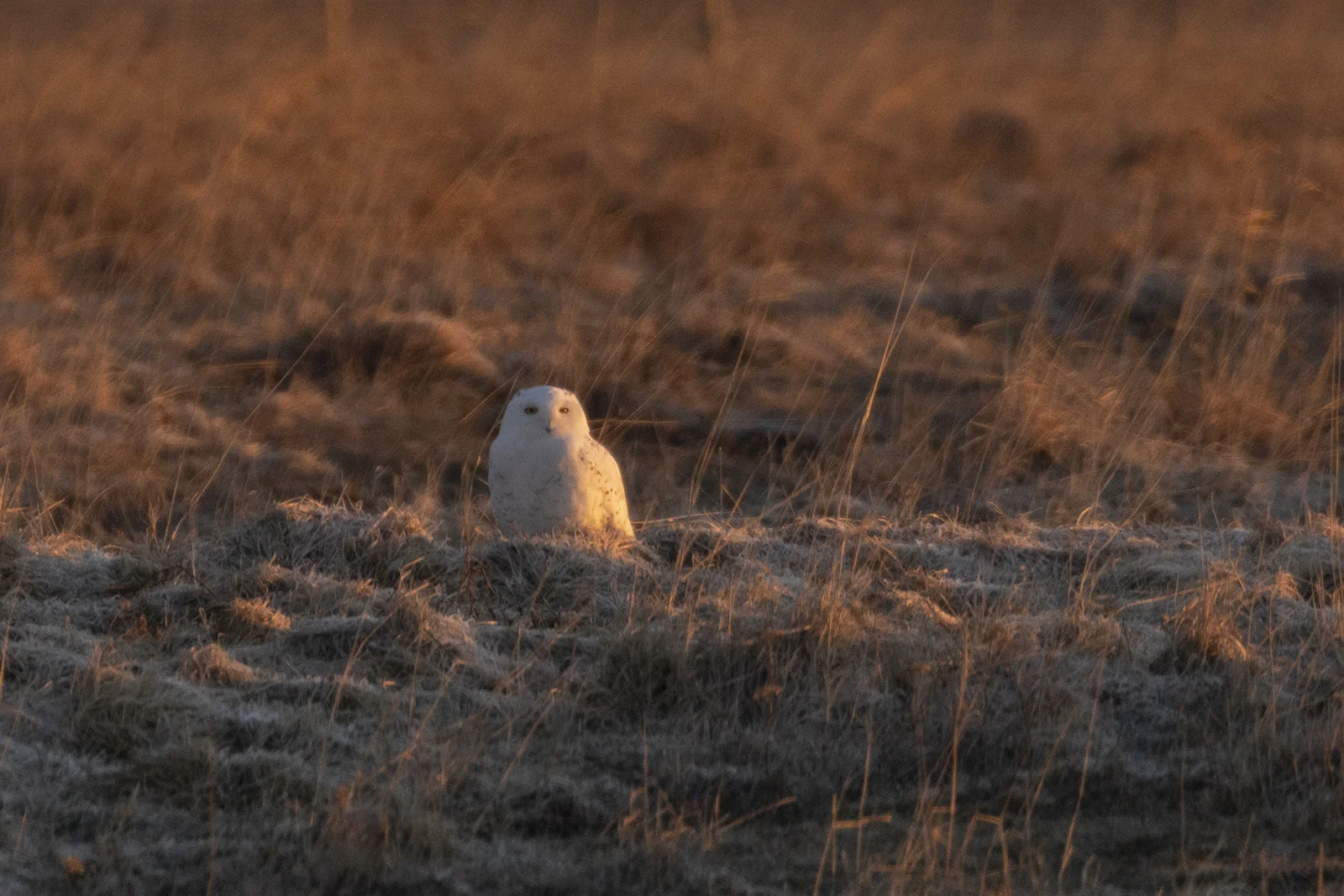 ChristmasOwl-BRimages-01.jpg