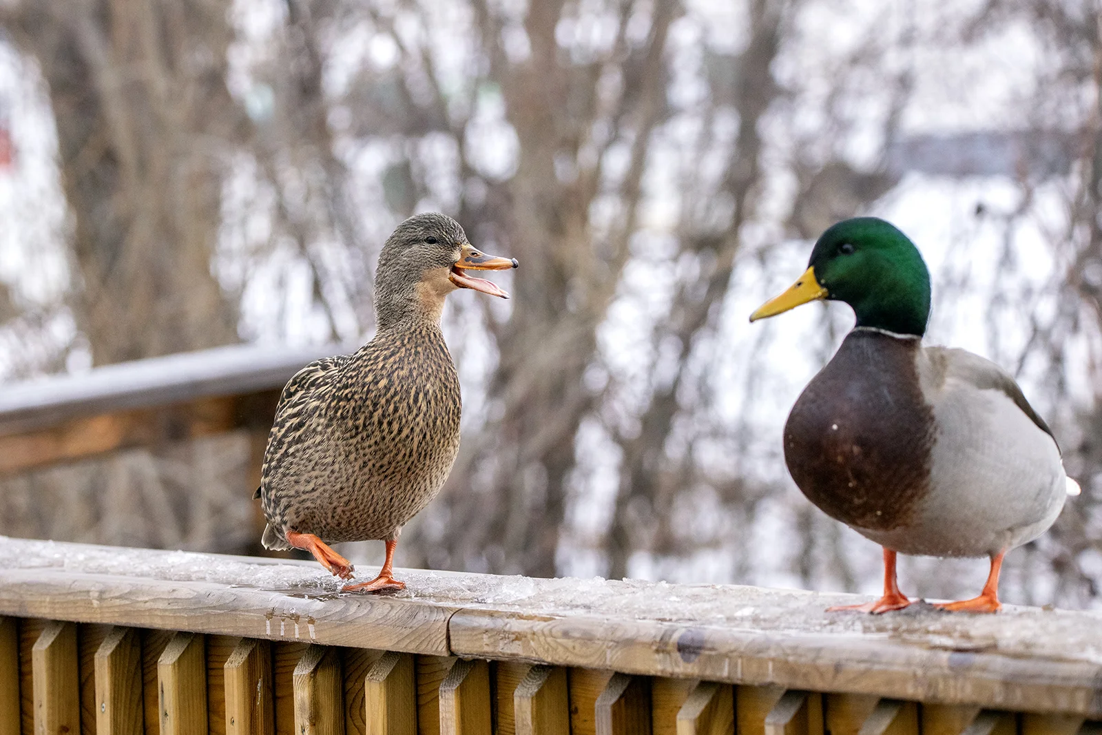 Mallard Duck squabble