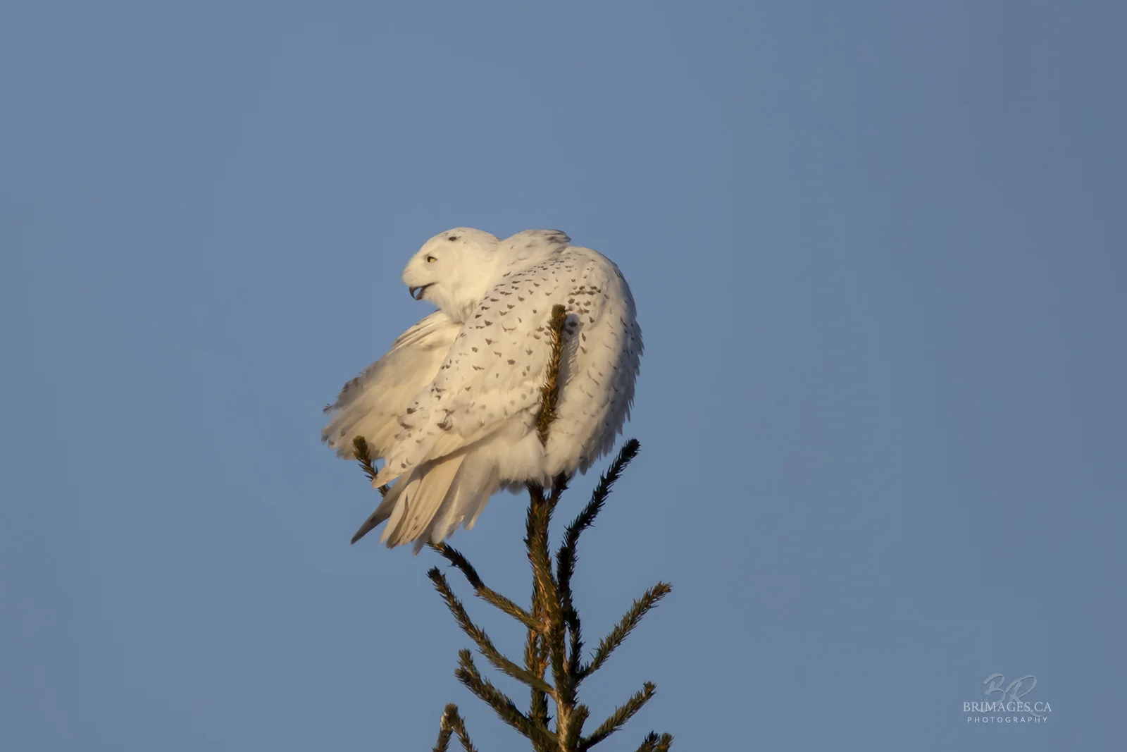 Snowy Owl Preening