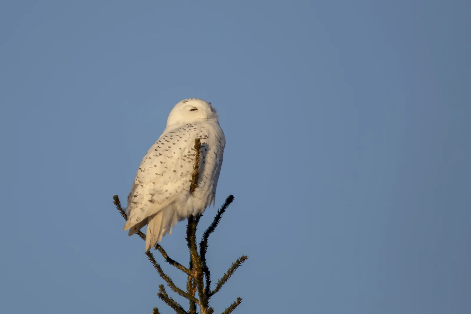 Snowy Owl