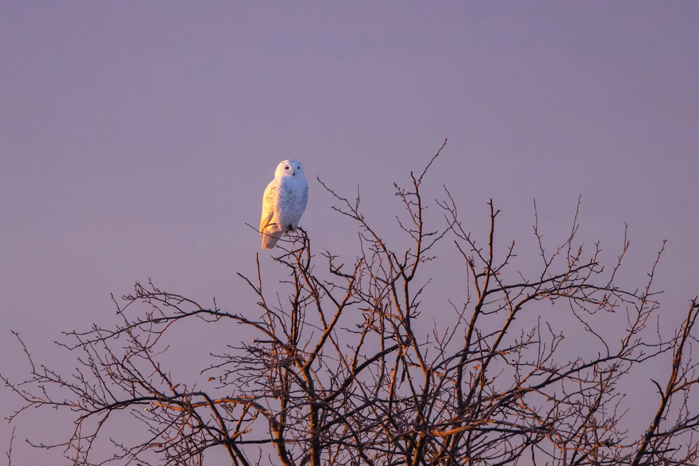 Snowy Owl at Sunrise