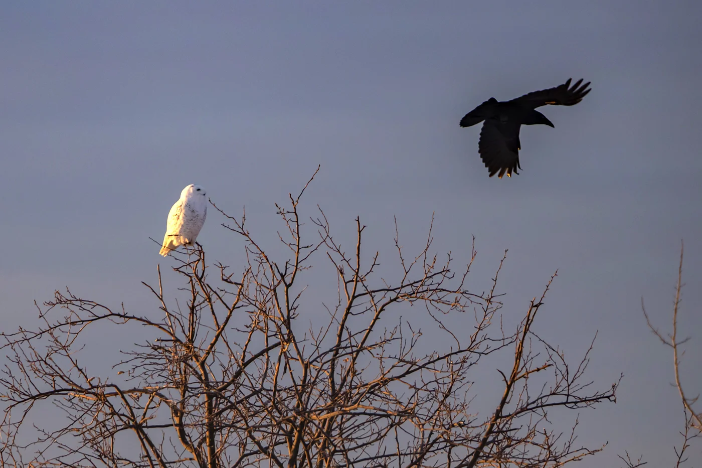 Snowy Owl being harassed by a Crow