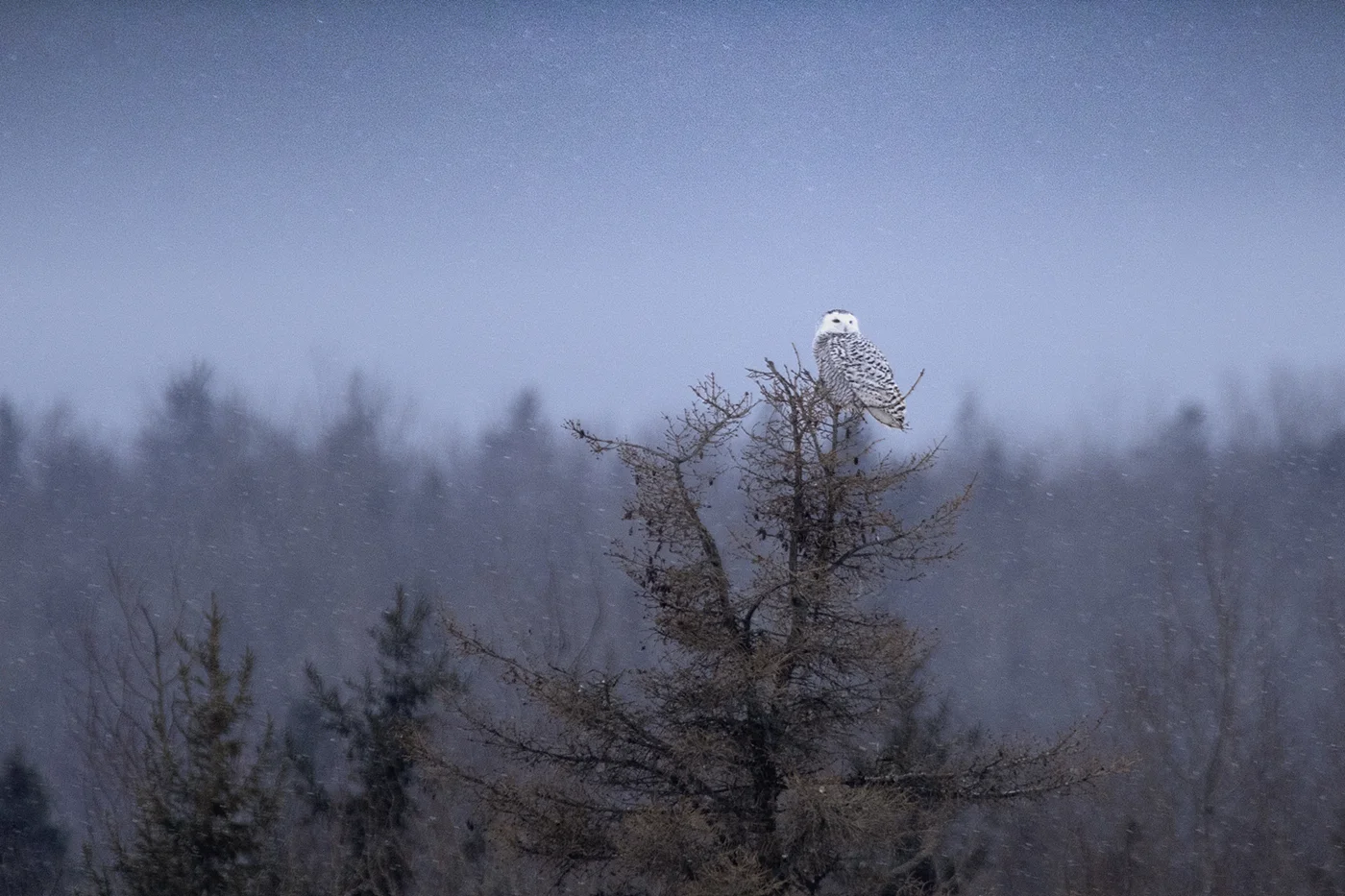 Snowy Owl in falling snow