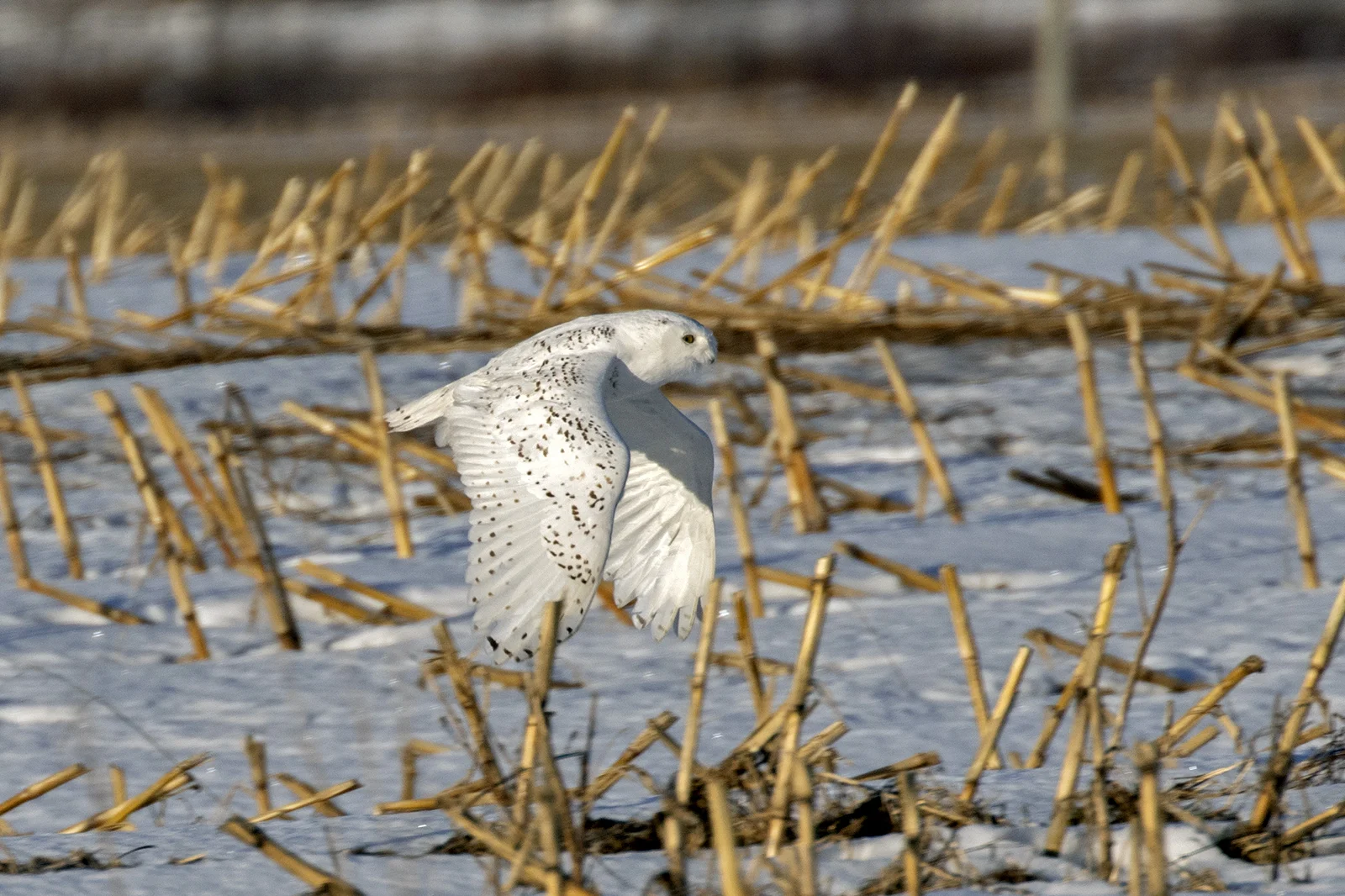 Snowy Owl in flight