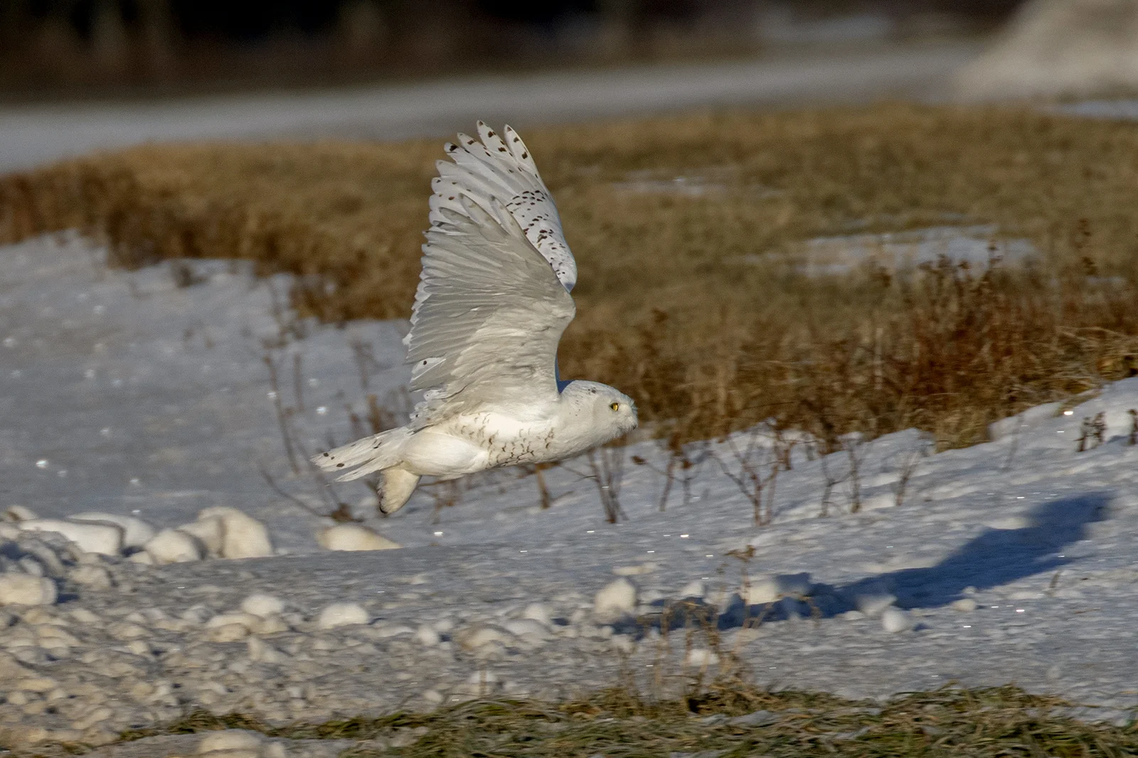 Snowy Owl in flight
