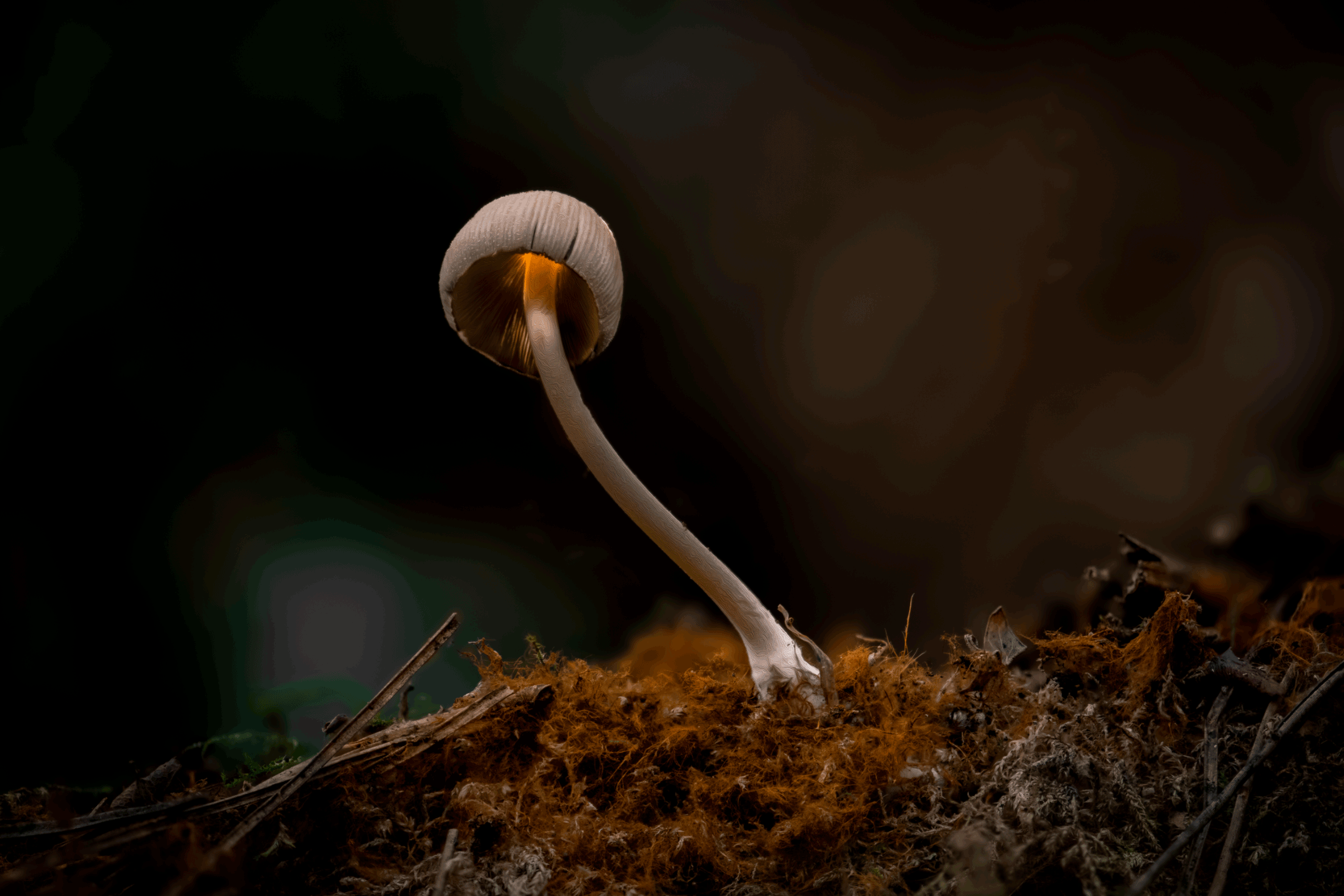 Magical-Mycelium-1.png