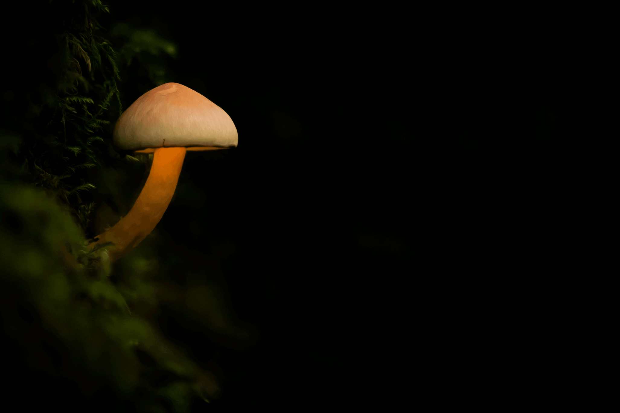 Magical-Mycelium-2.png