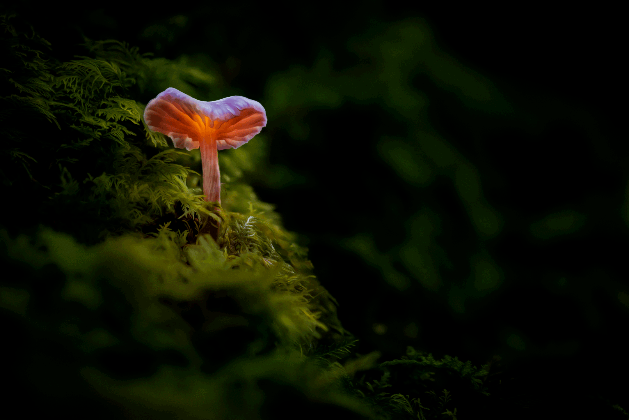 Magical-Mycelium-3.png