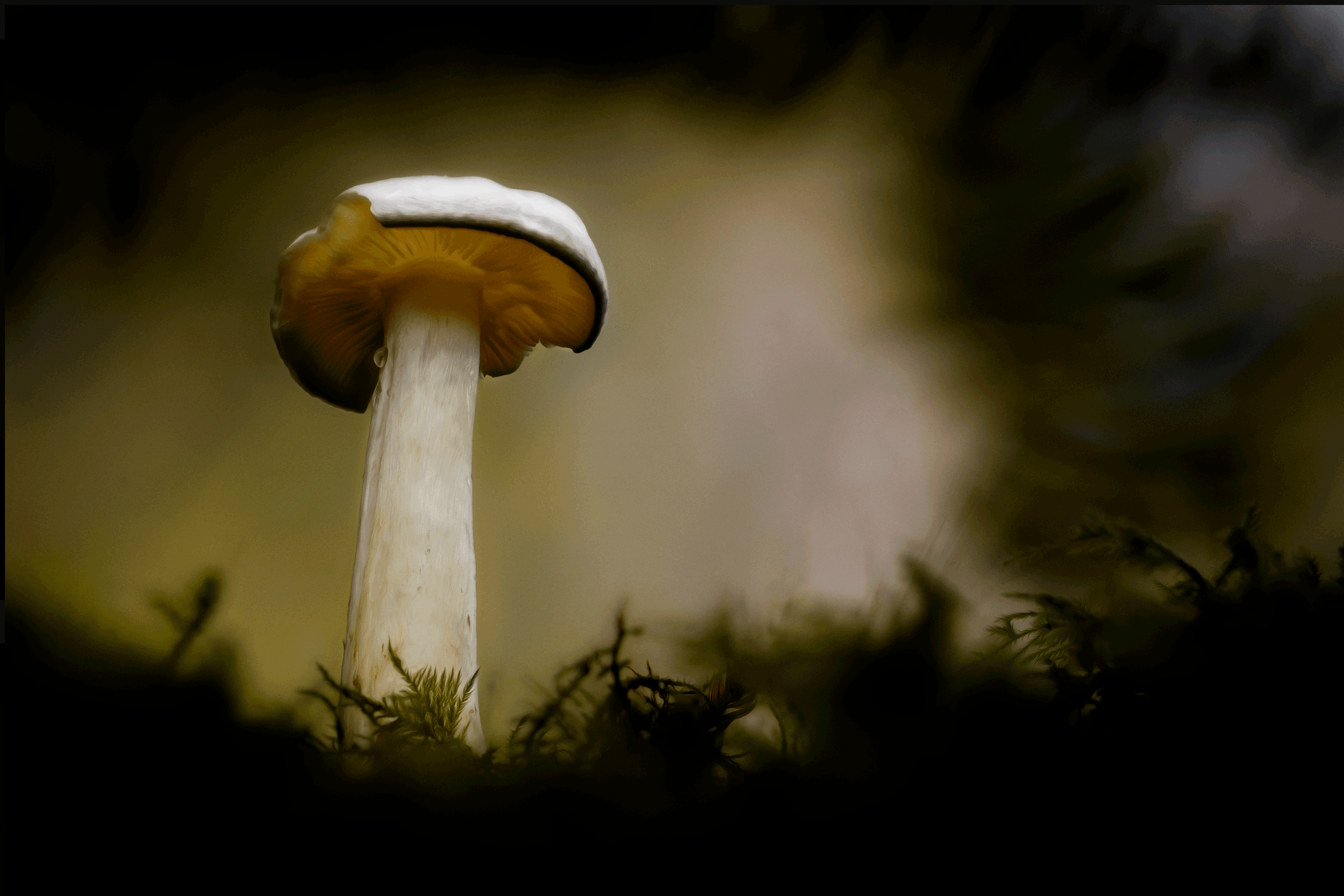Magical-Mycelium-6.png
