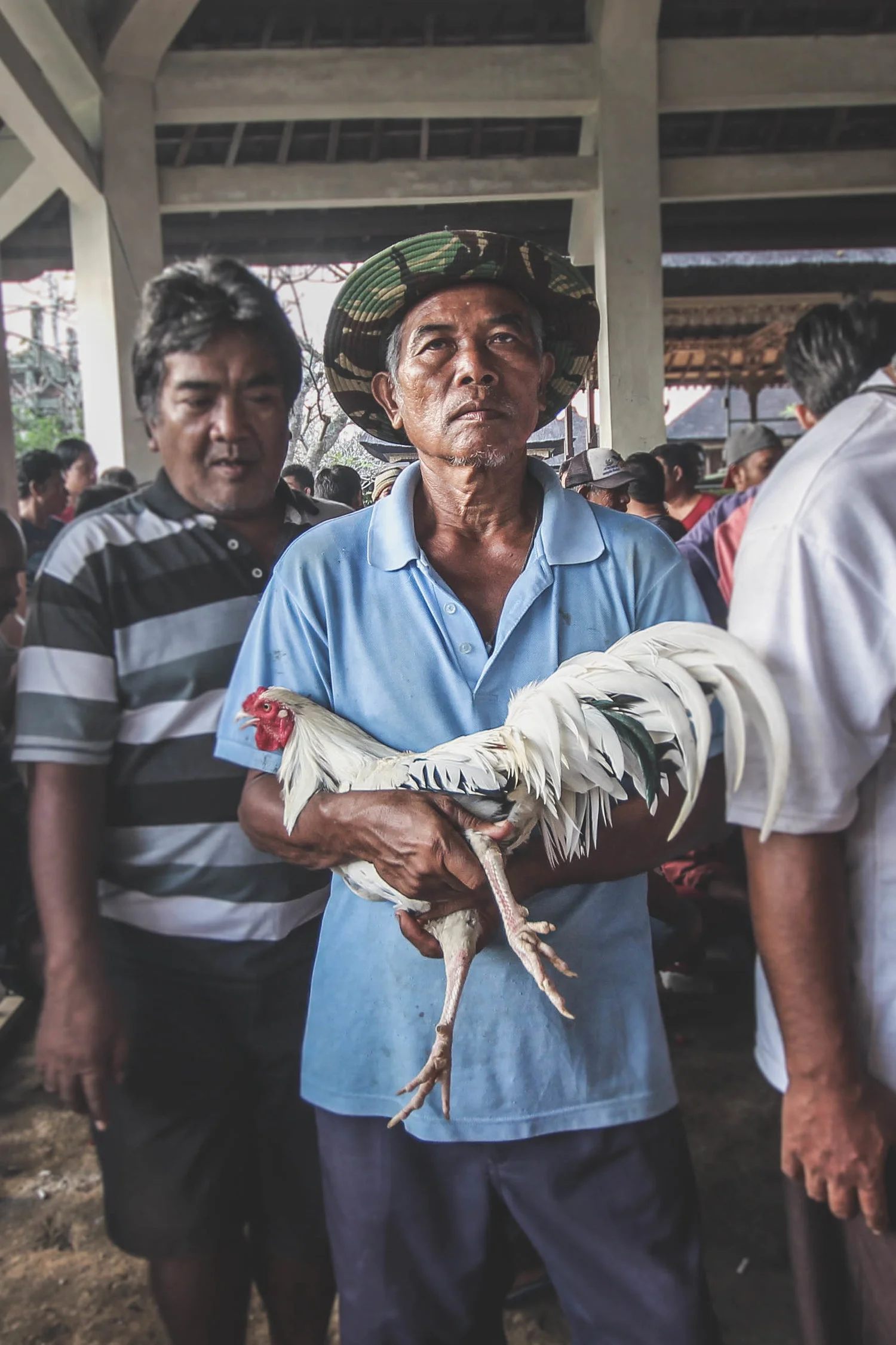 Big fighting cocks in Bali