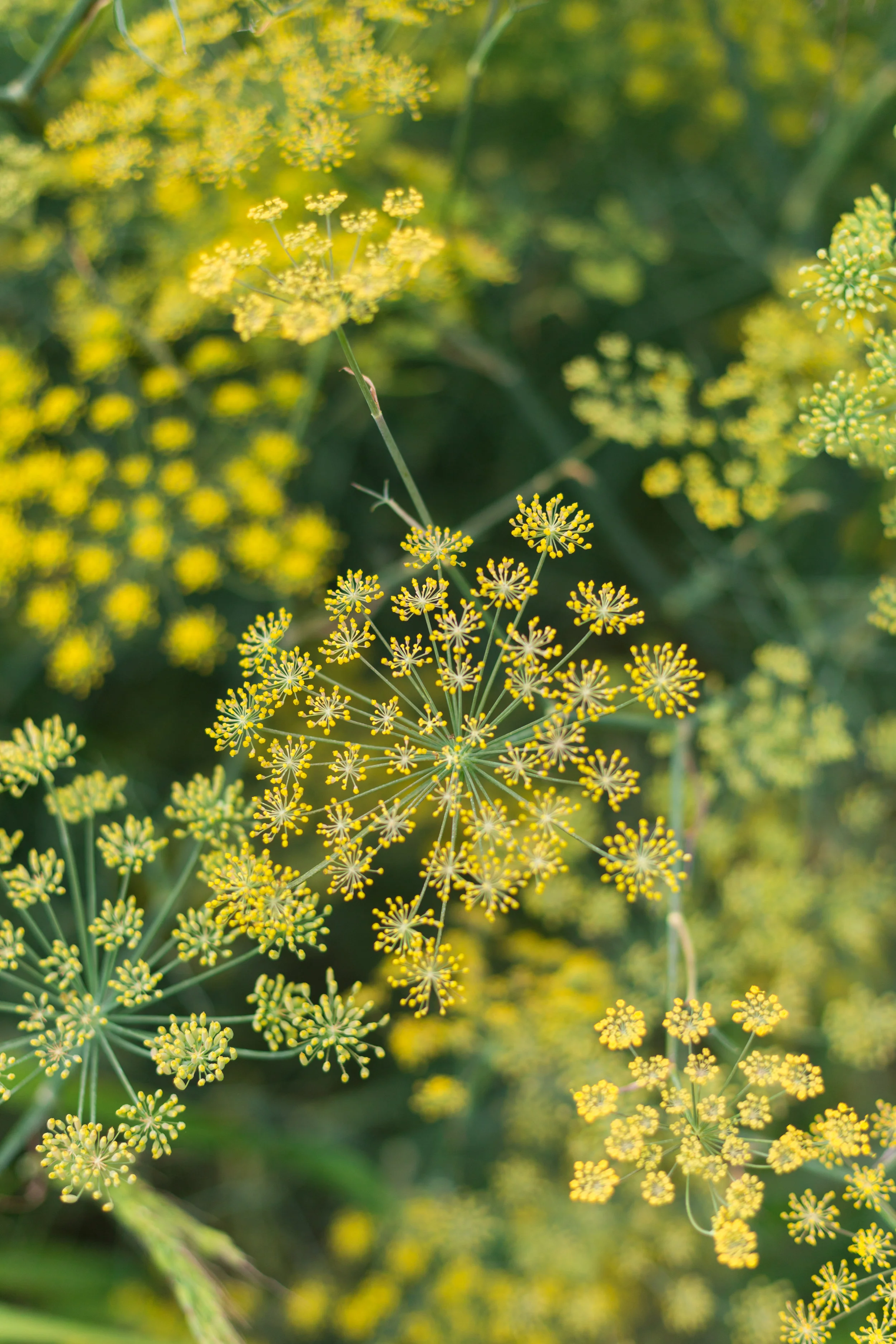 harvestofjoy_8.13-4.jpg