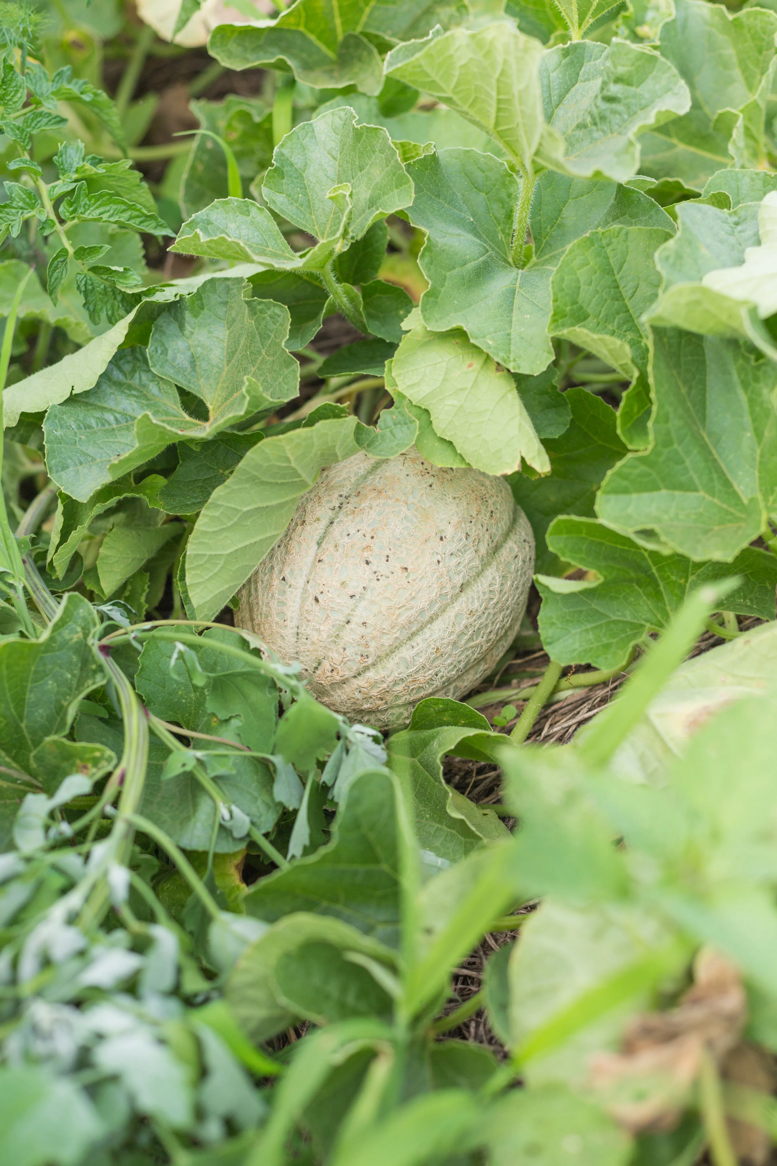 harvestofjoy_8.13-115.jpg