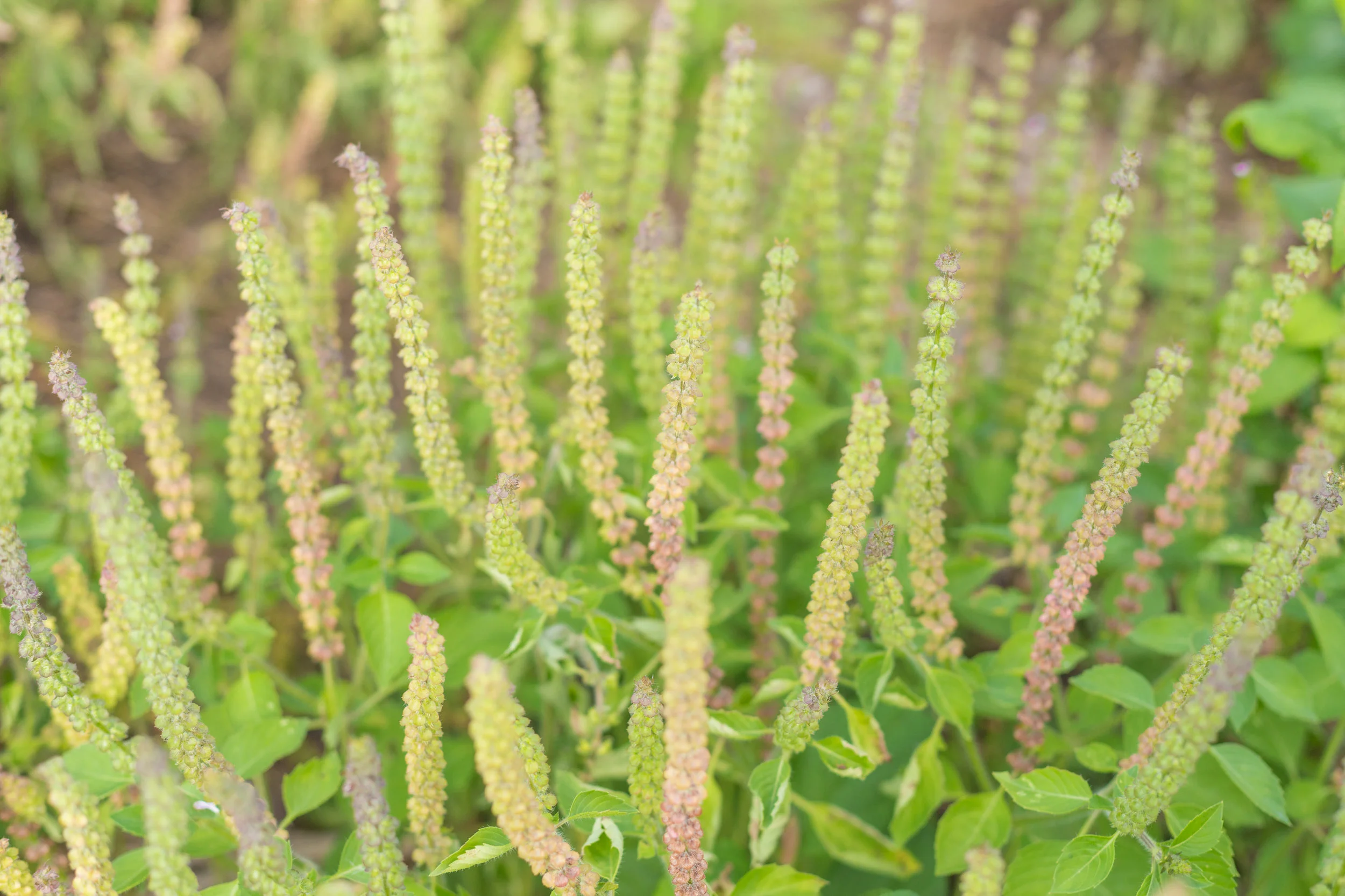 harvestofjoy_8.13-117.jpg