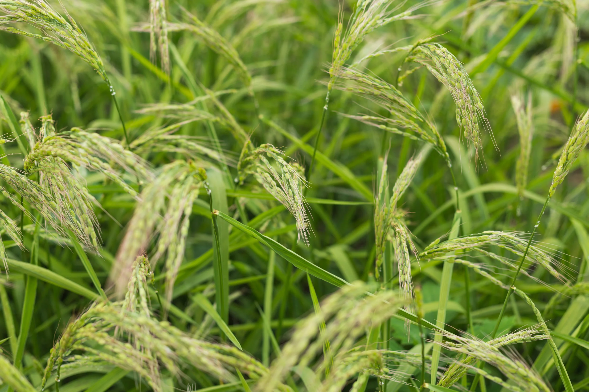 harvestofjoy_8.13-144.jpg