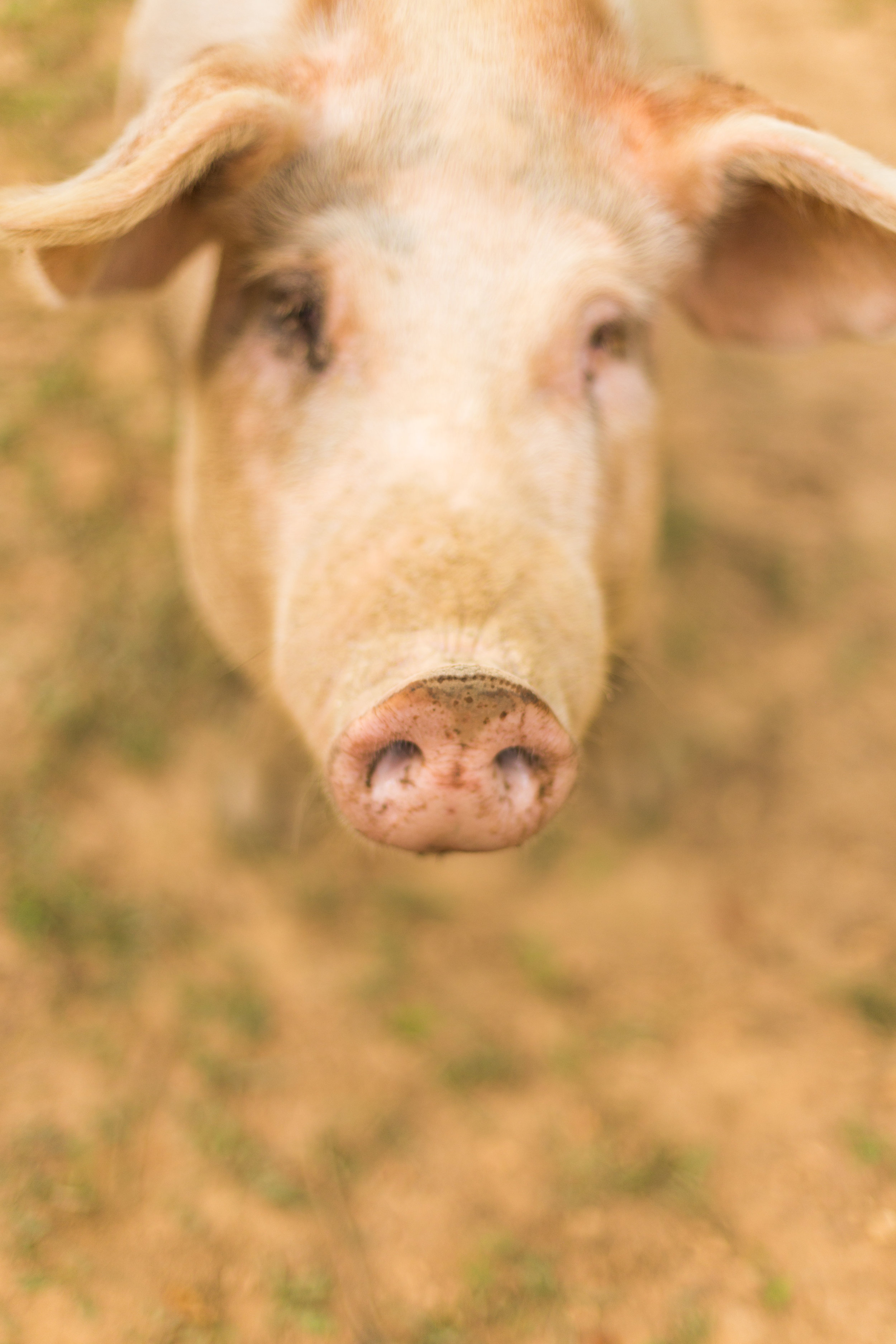 UplandsPeak_paulinamphoto-19.jpg