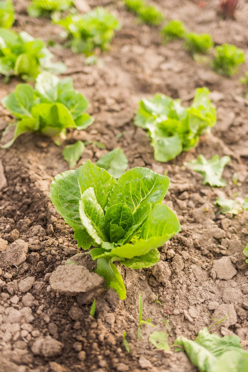 greenwagonfarm_paulinamphoto-36.jpg