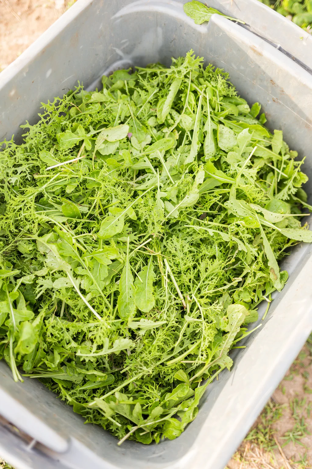 greenwagonfarm_paulinamphoto-56.jpg