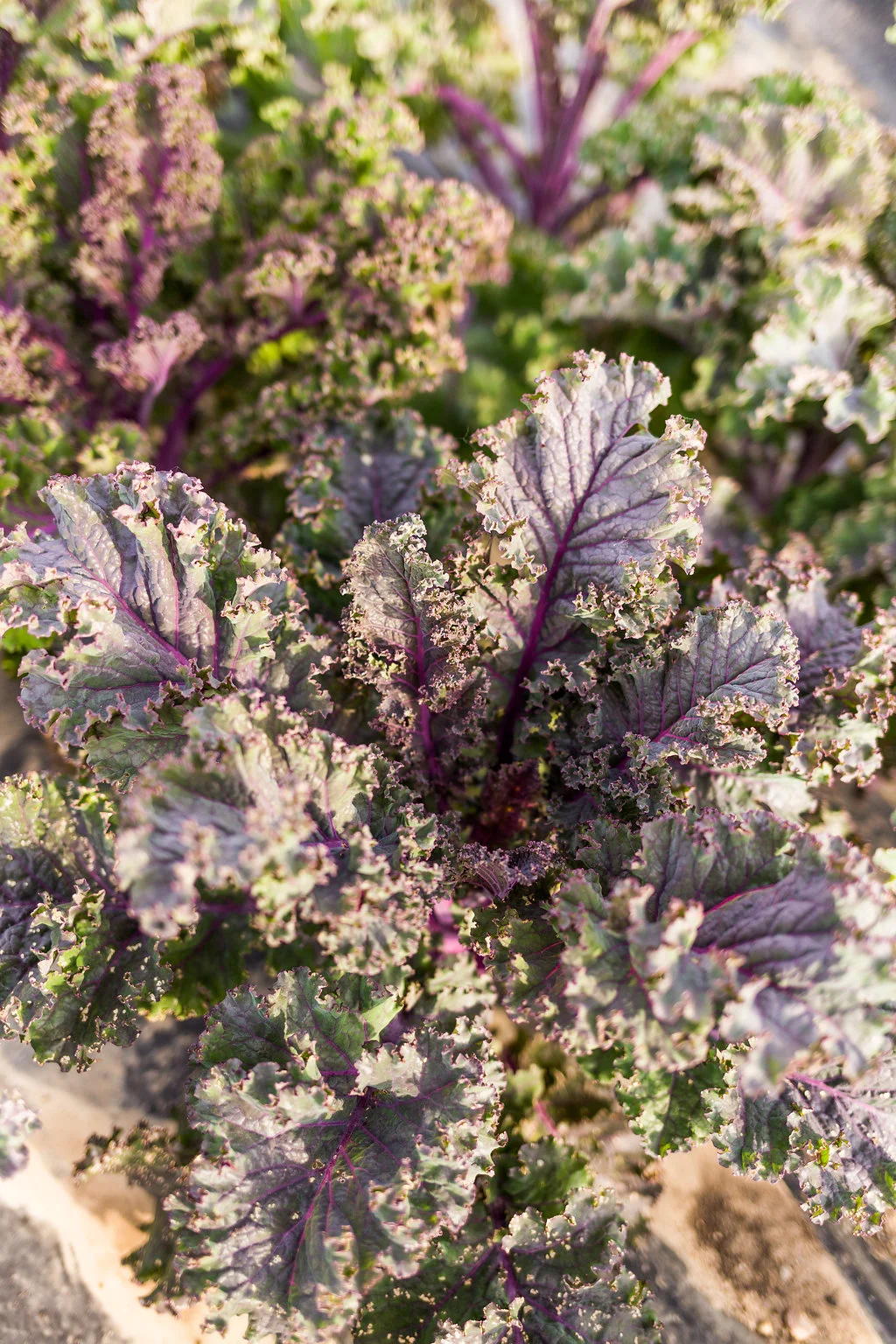 greenwagonfarm_paulinamphoto-72.jpg
