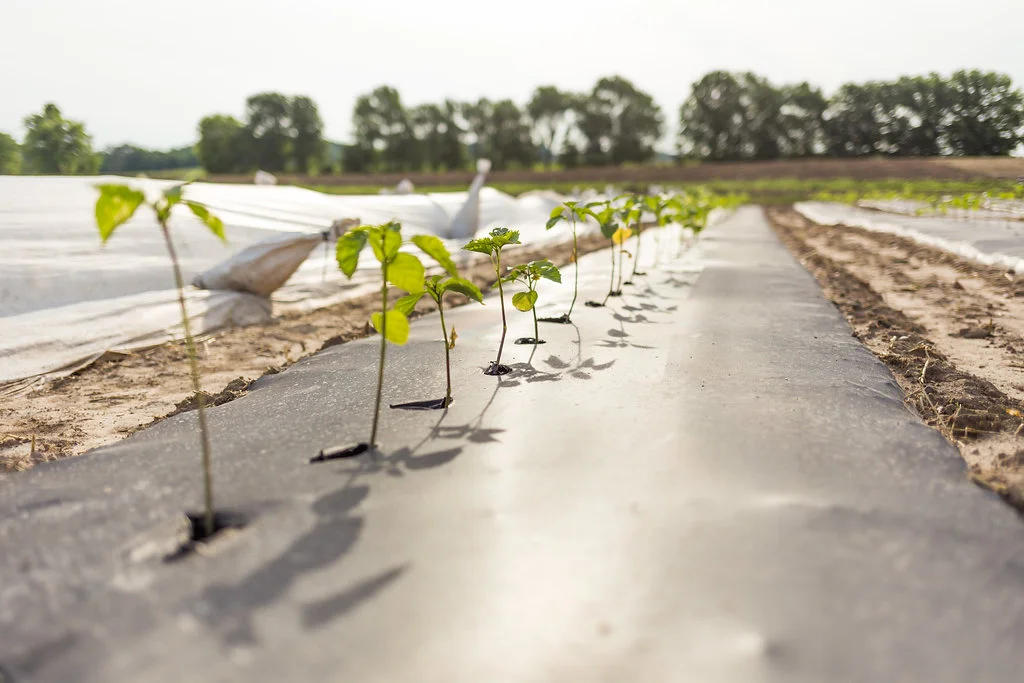 greenwagonfarm_paulinamphoto-103.jpg