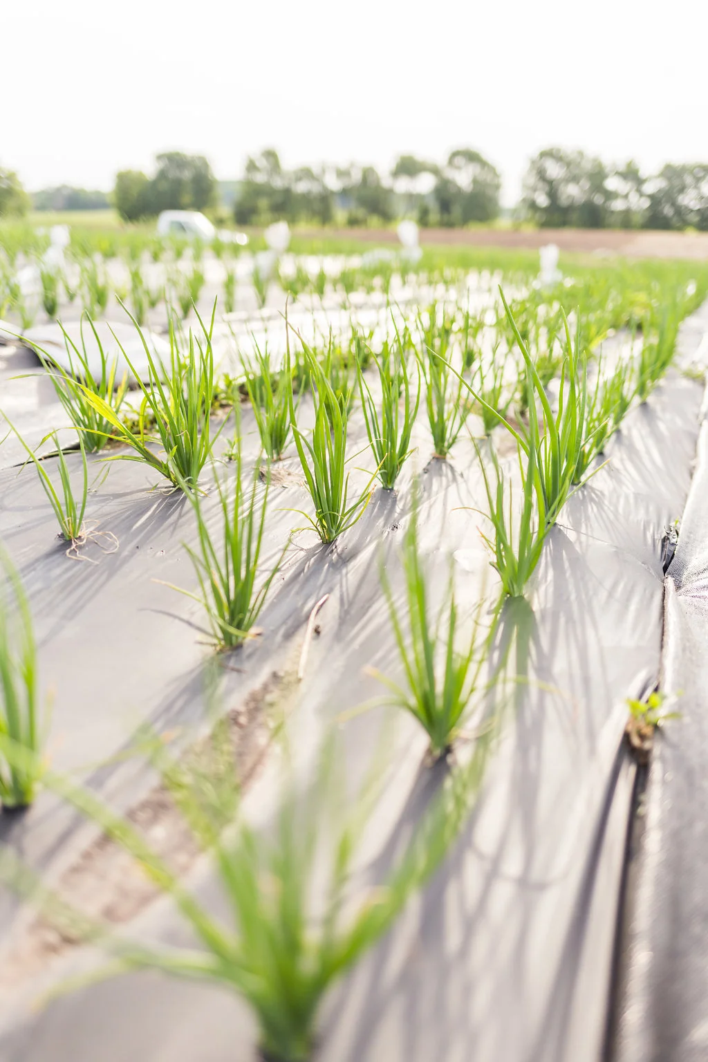 greenwagonfarm_paulinamphoto-95.jpg