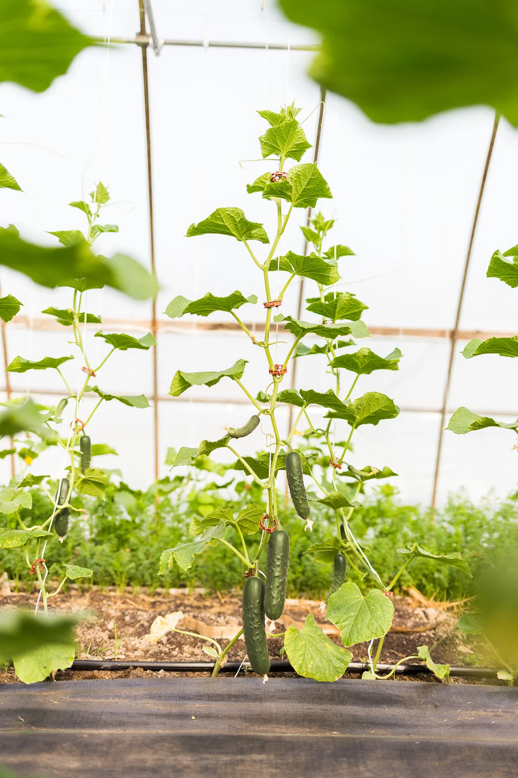 greenwagonfarm_paulinamphoto-127.jpg