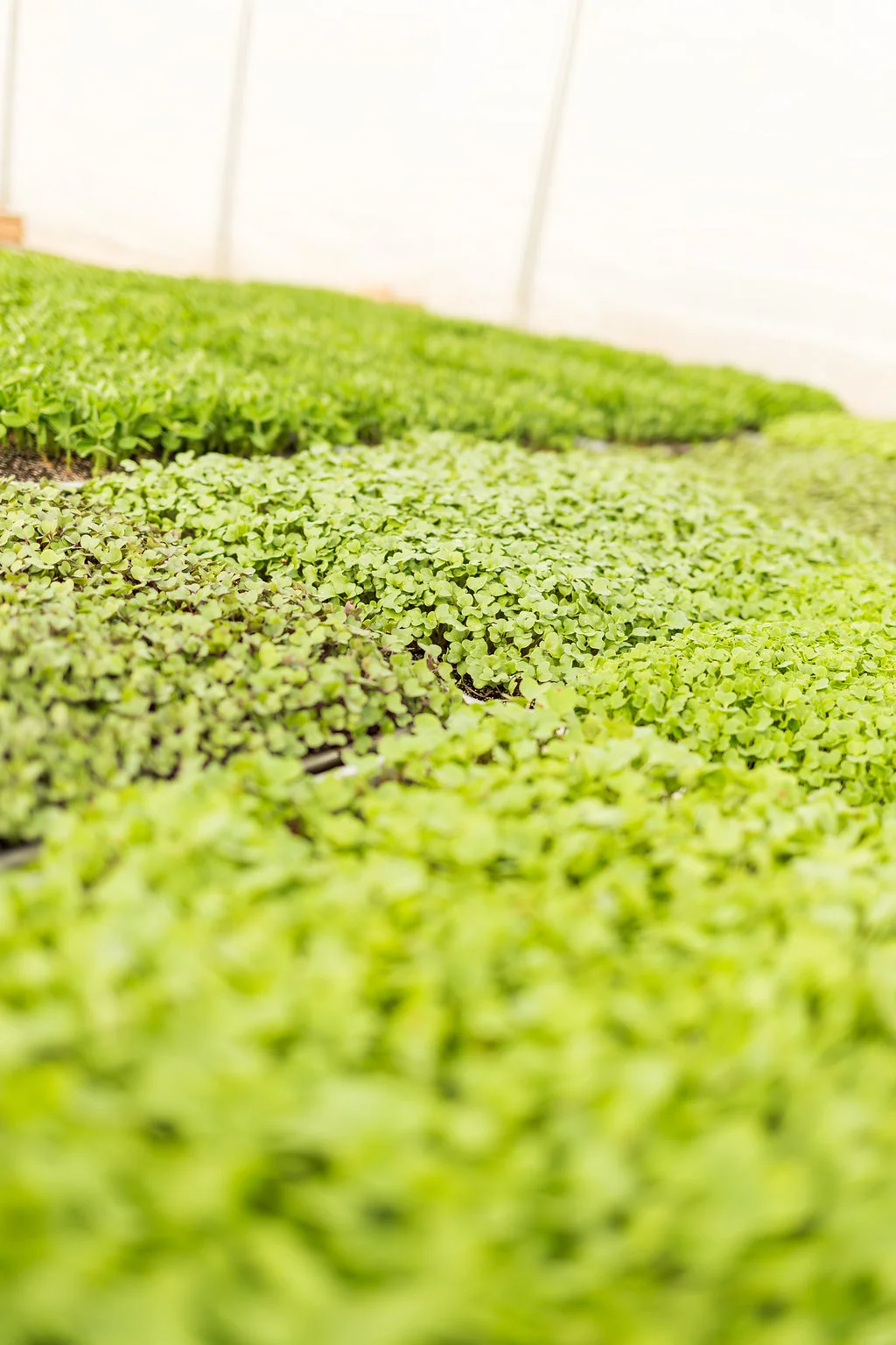 greenwagonfarm_paulinamphoto-178.jpg