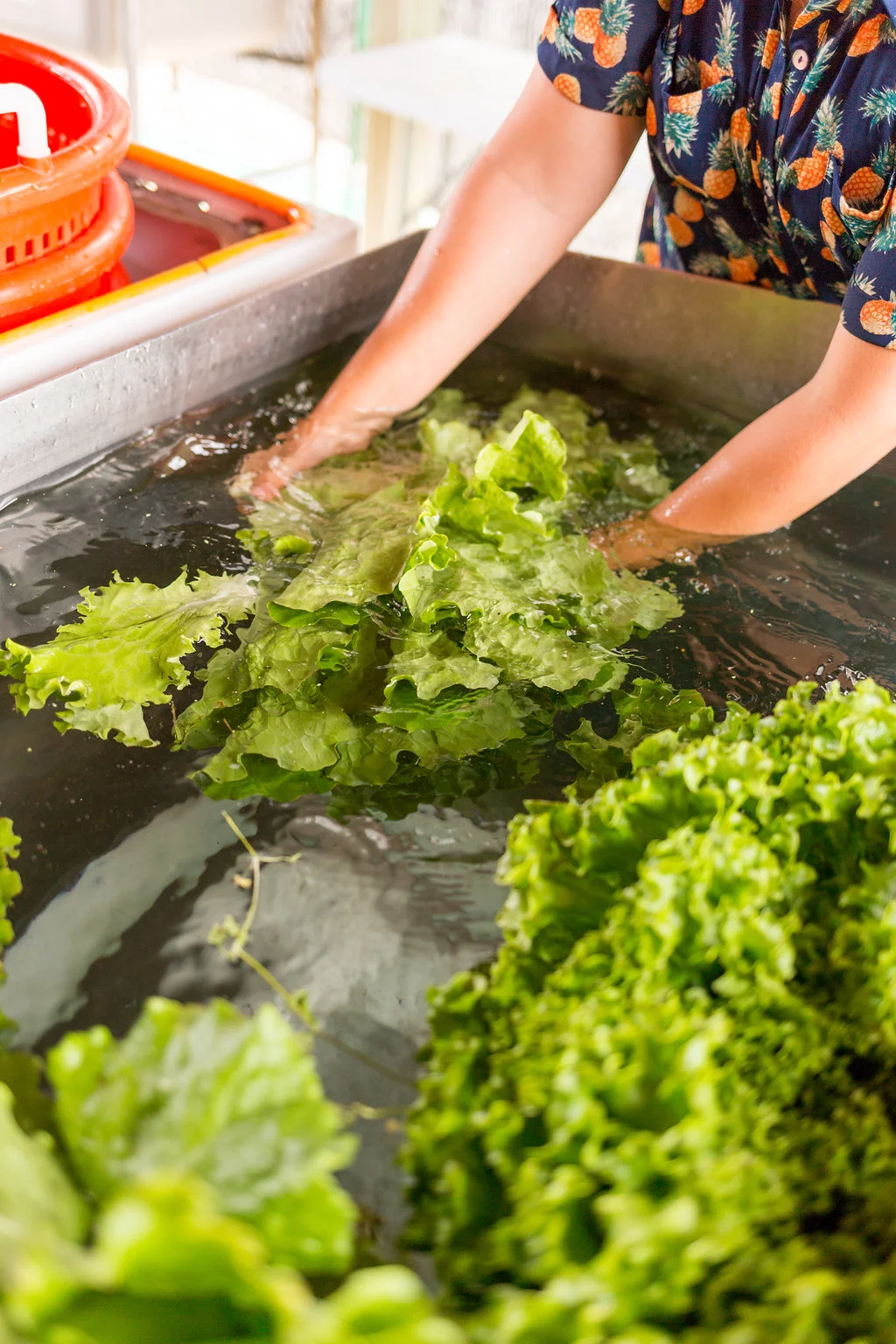 greenwagonfarm_paulinamphoto-214.jpg