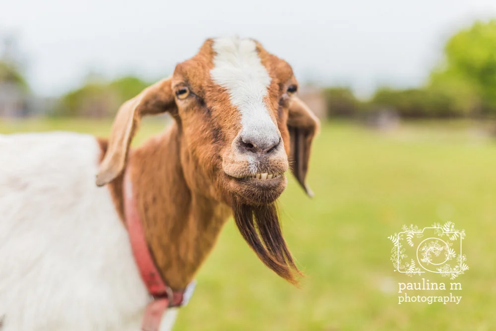 FloridaRescueFarm_paulinamphoto-90.jpg