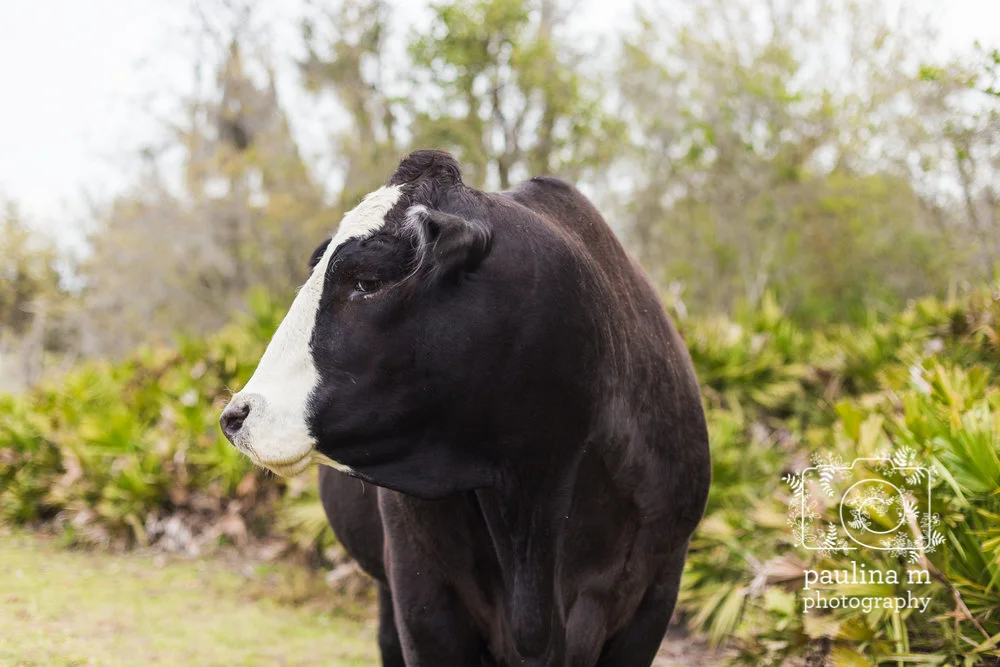 FloridaRescueFarm_paulinamphoto-104.jpg