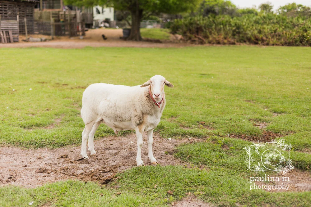 FloridaRescueFarm_paulinamphoto-116.jpg