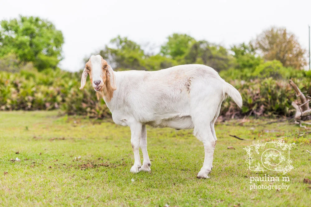 FloridaRescueFarm_paulinamphoto-168.jpg