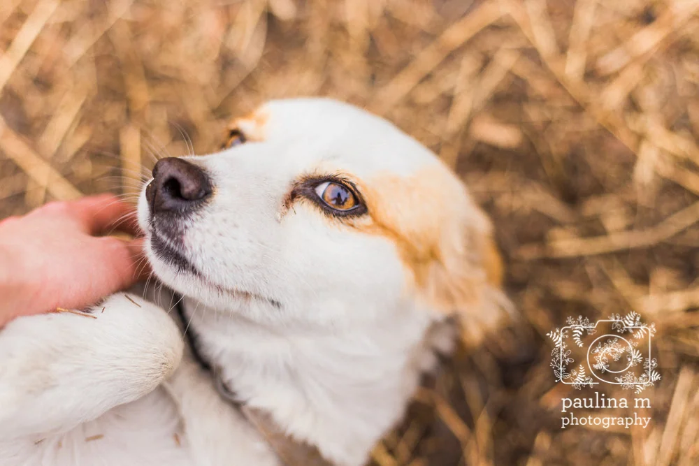 FloridaRescueFarm_paulinamphoto-184.jpg