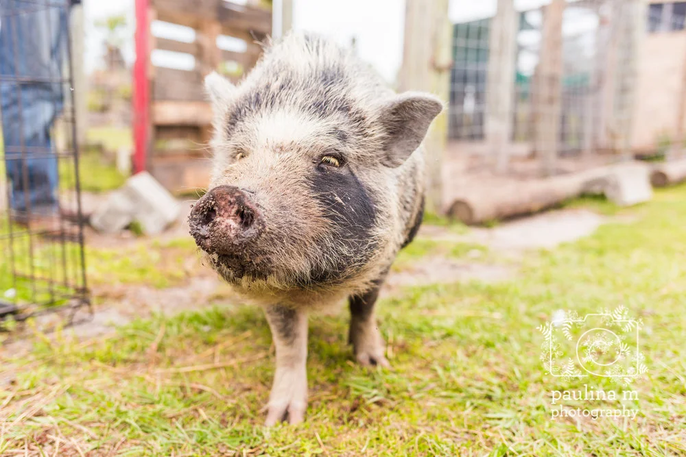 FloridaRescueFarm_paulinamphoto-243.jpg